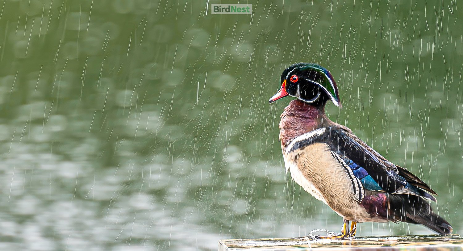 Wood Duck