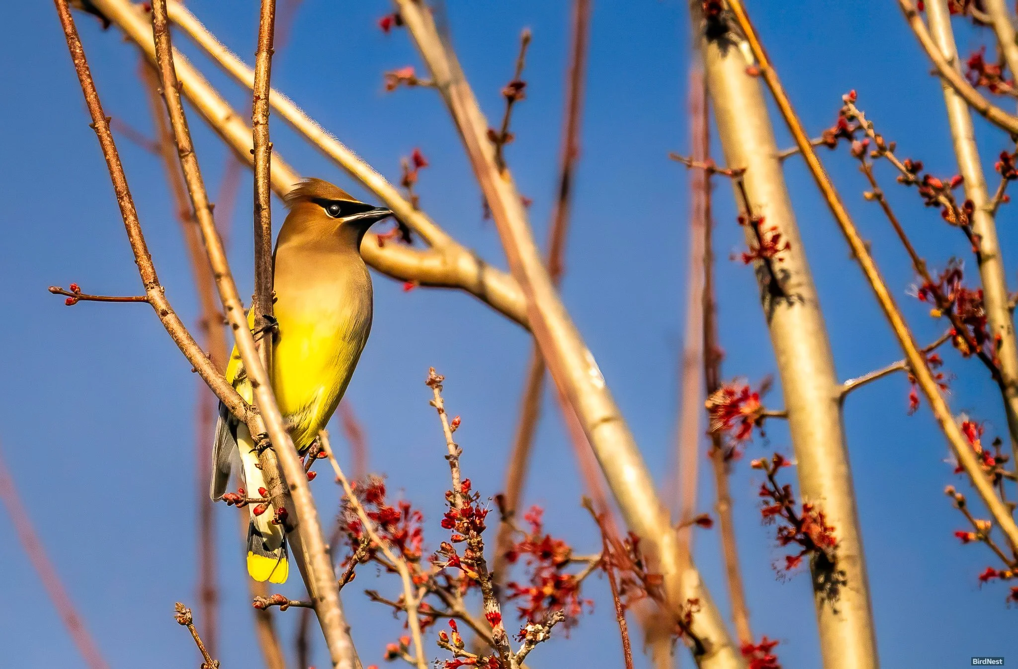 Cedar waxwing