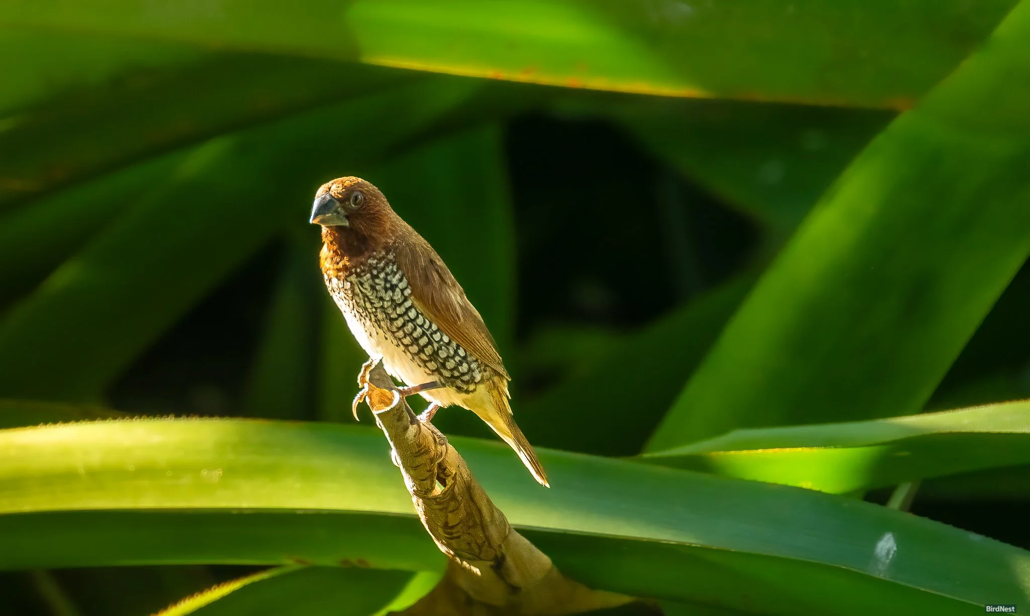 Scaly-breasted Munia