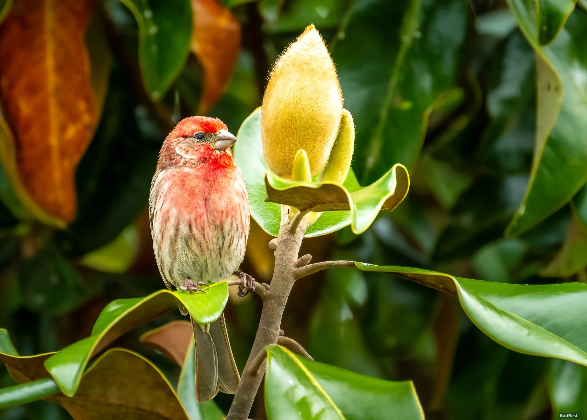 House Finch