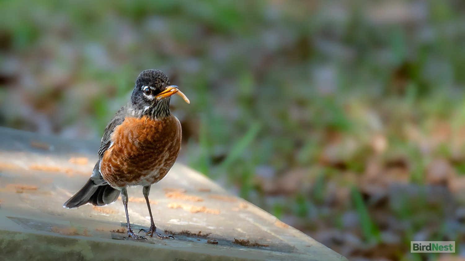 American Robin