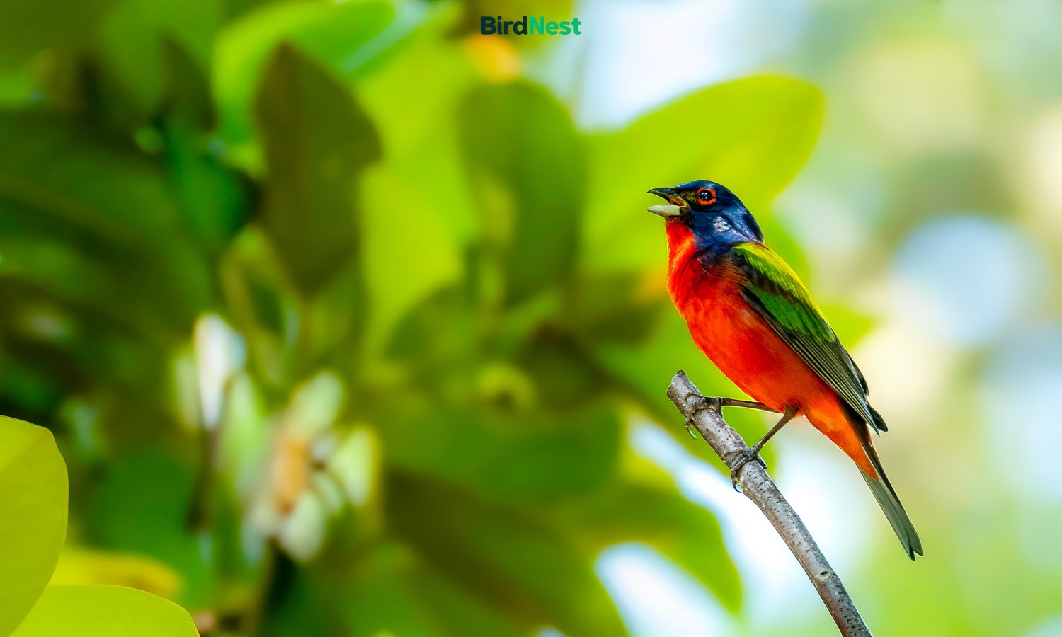 Painted Bunting