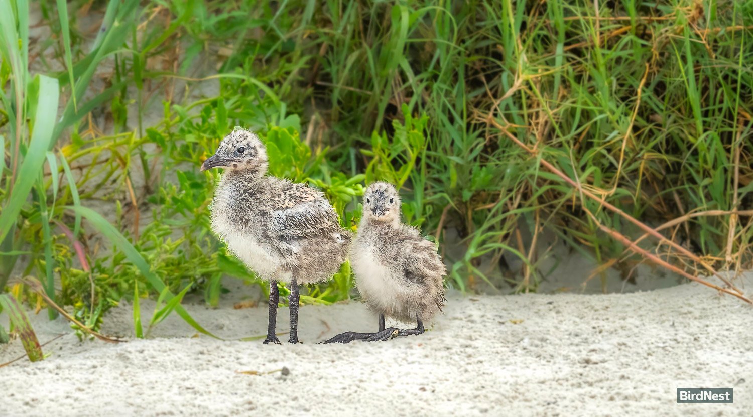 Laughing Gull Chicks