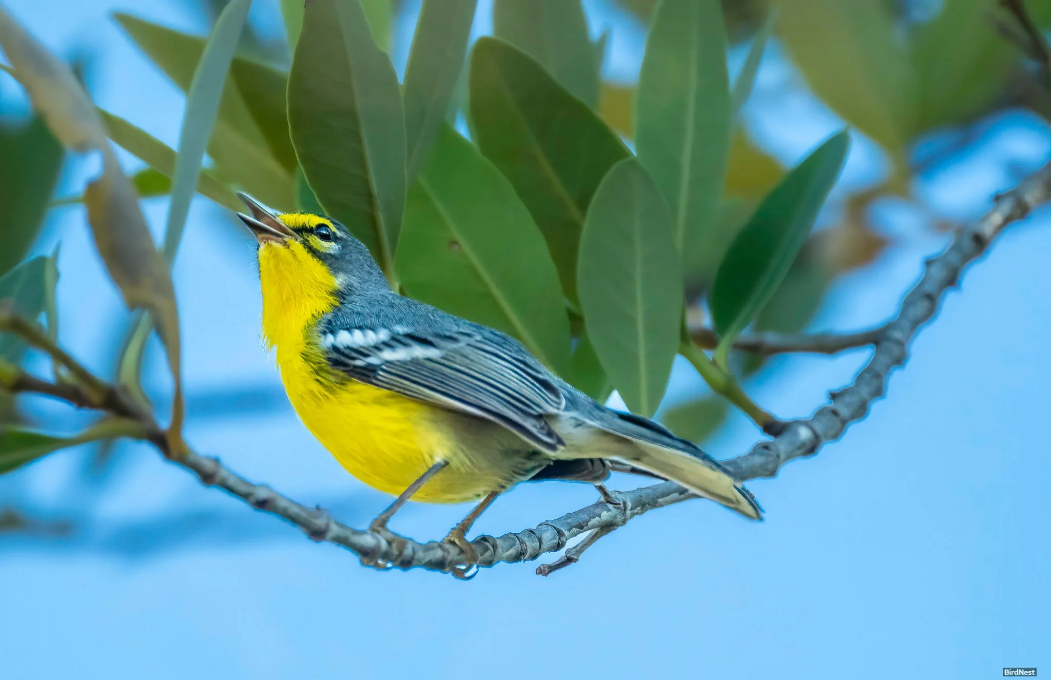 Adelaide’s Warbler