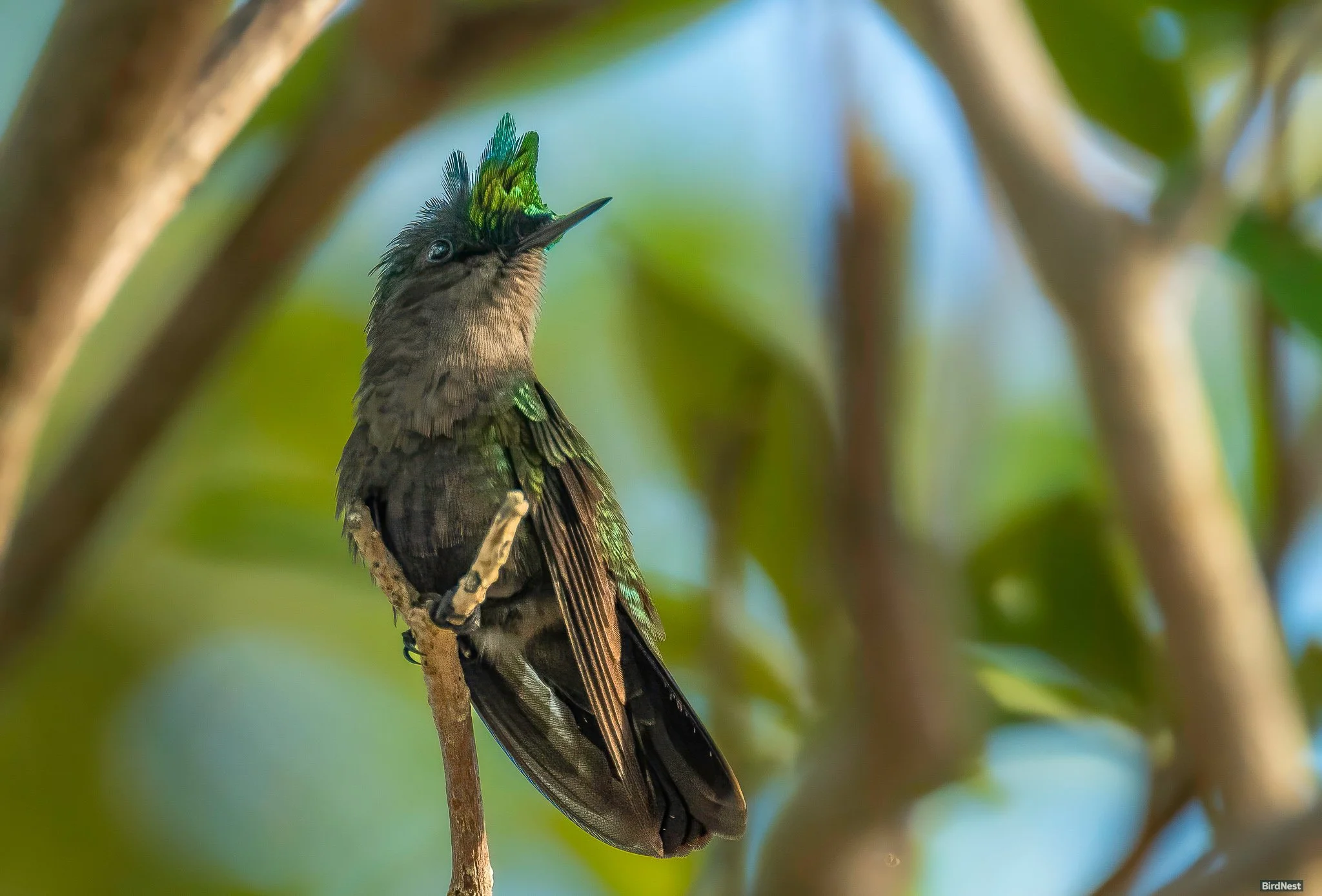 Antillean Crested Hummingbird