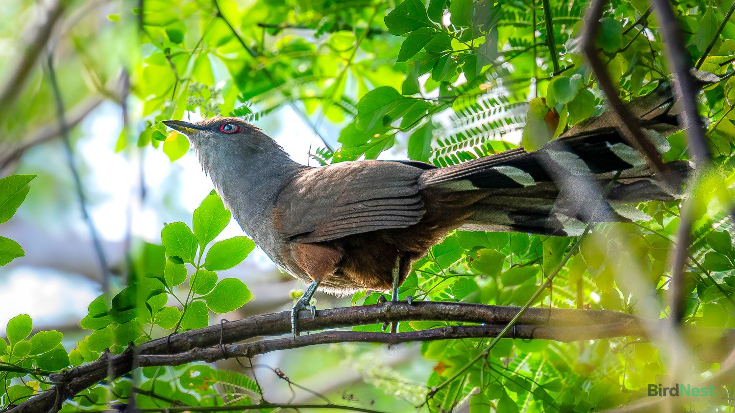 Puerto Rican Lizard Cuckoo