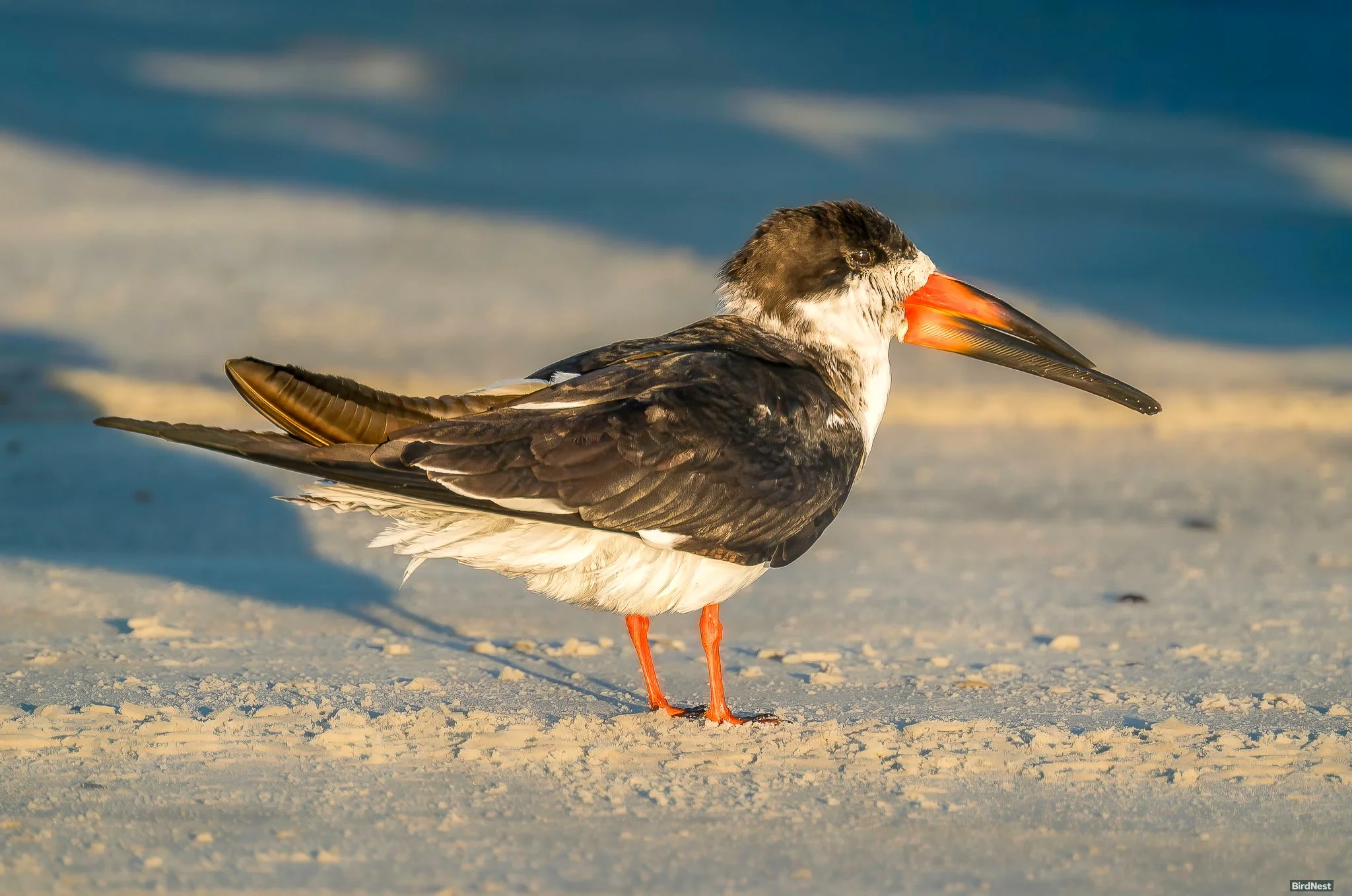 Black Skimmer