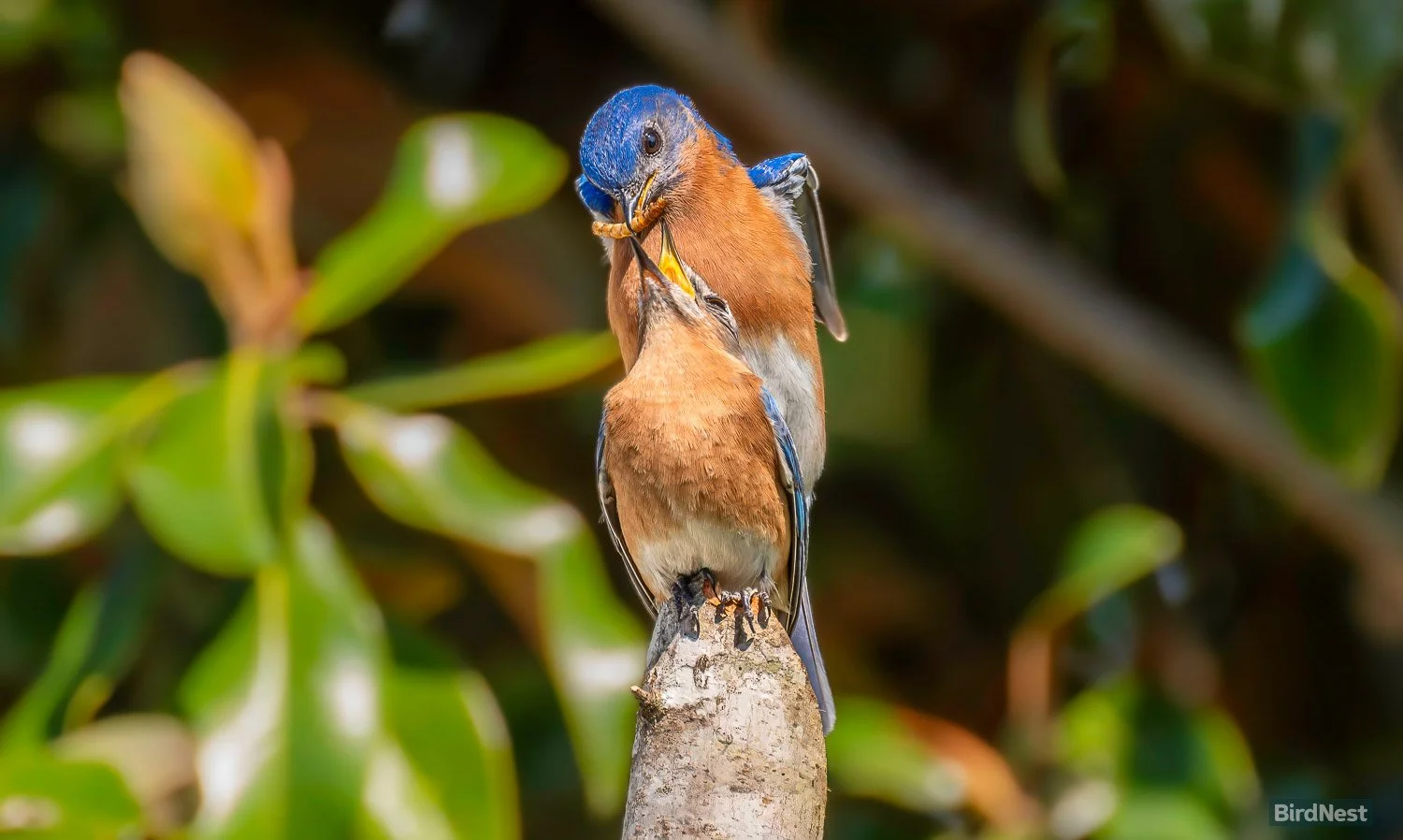 Eastern Bluebird