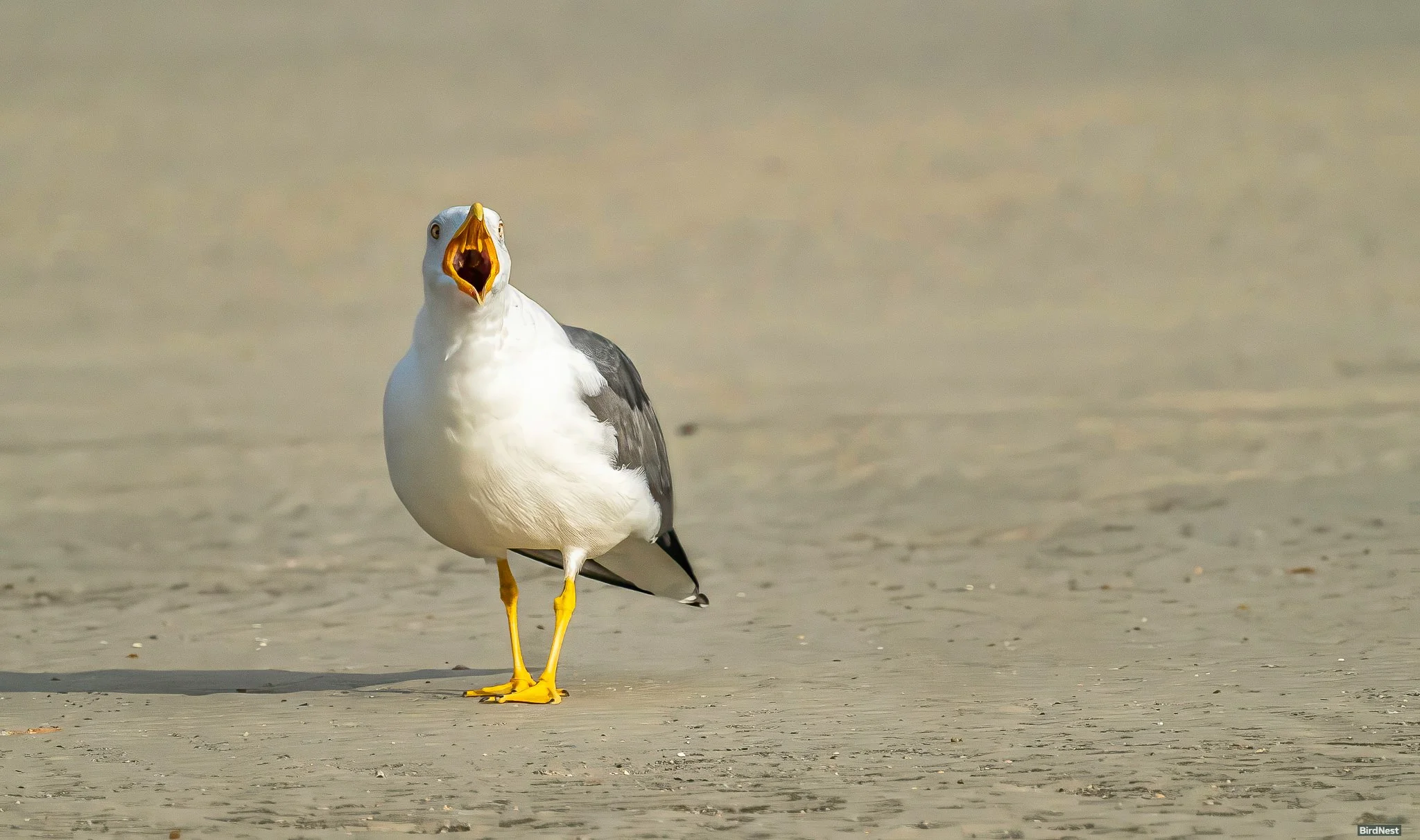 Great Black-Backed Gull
