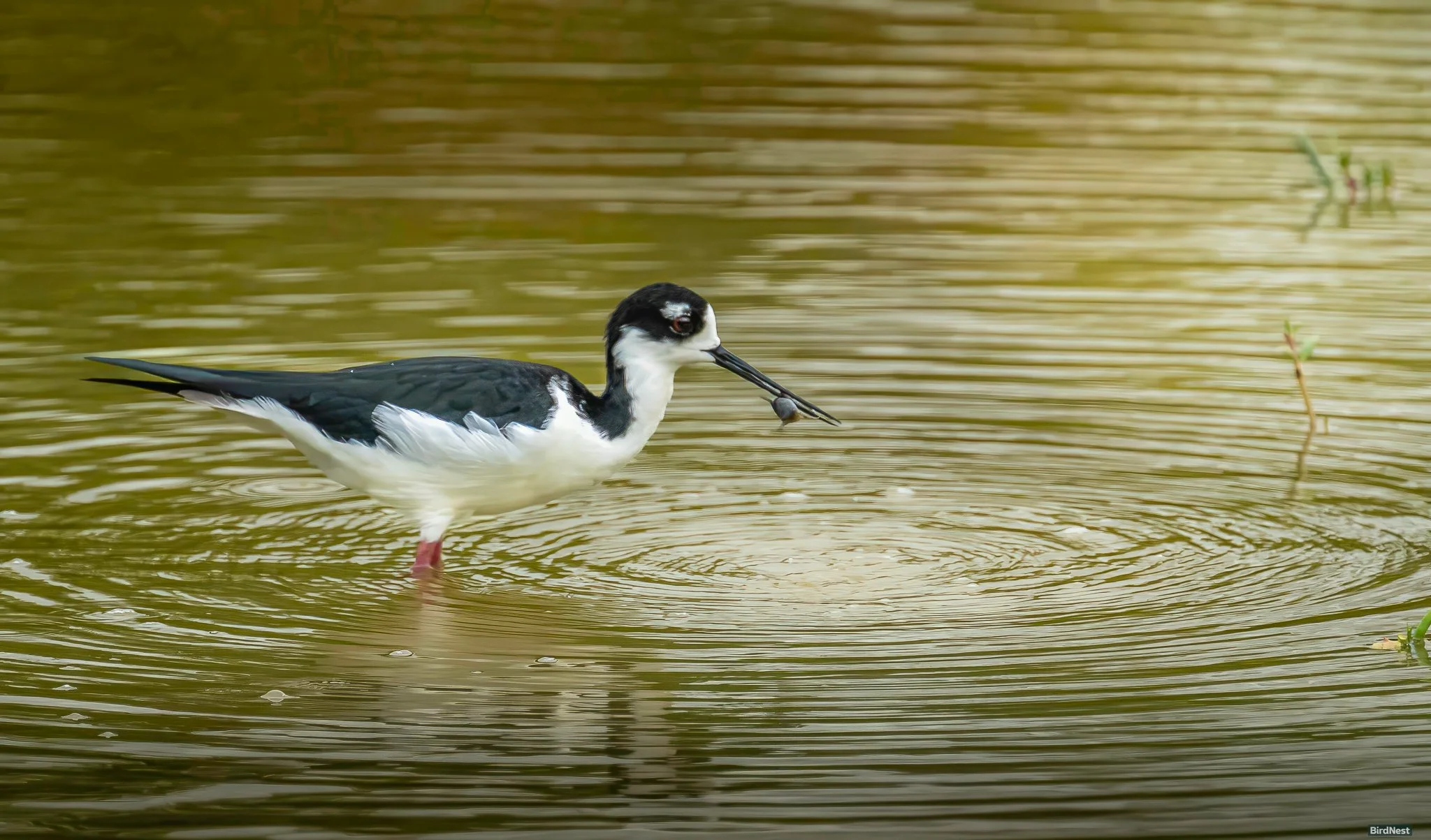 Black-necked Stilt