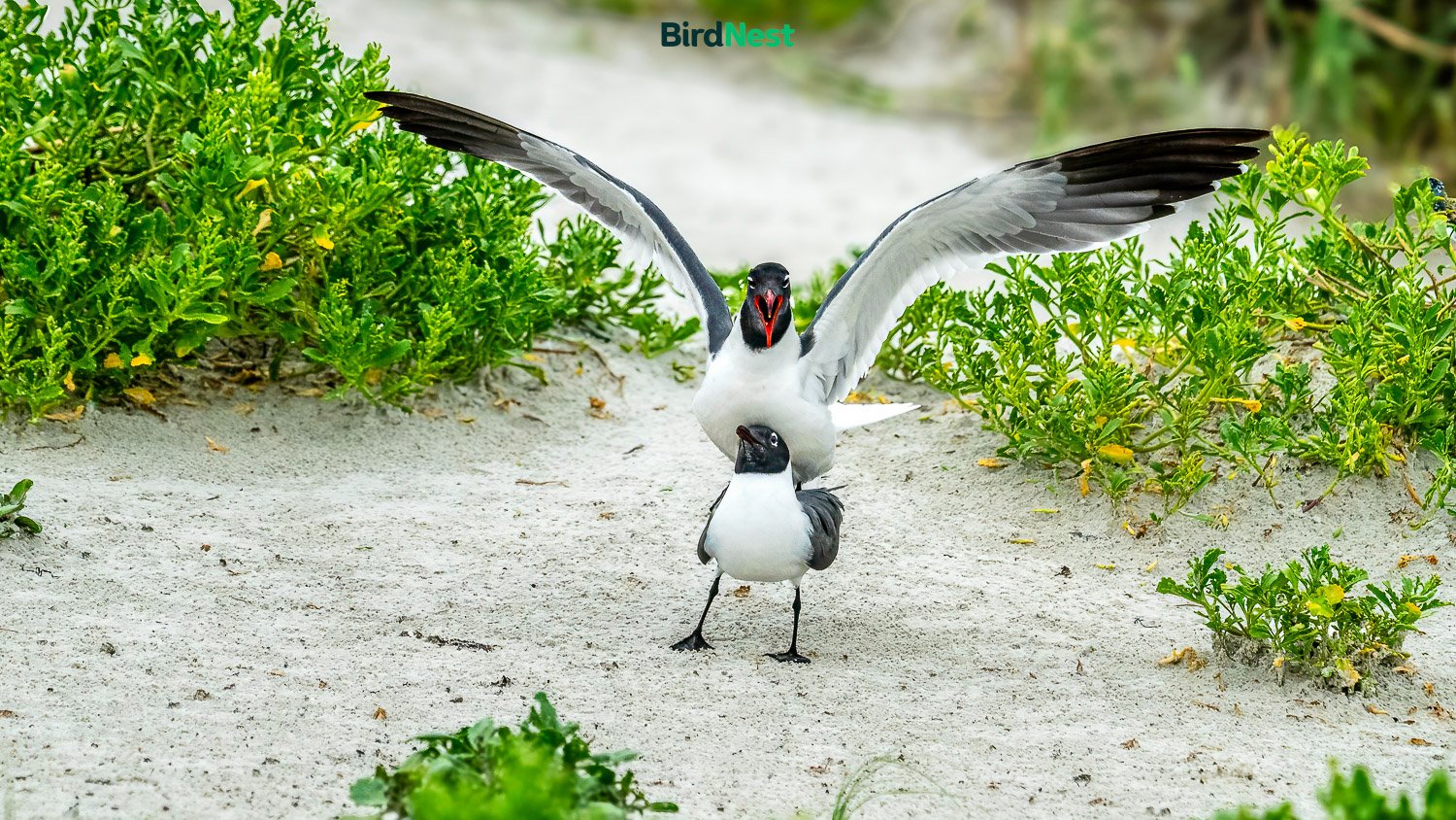 Laughing Gull