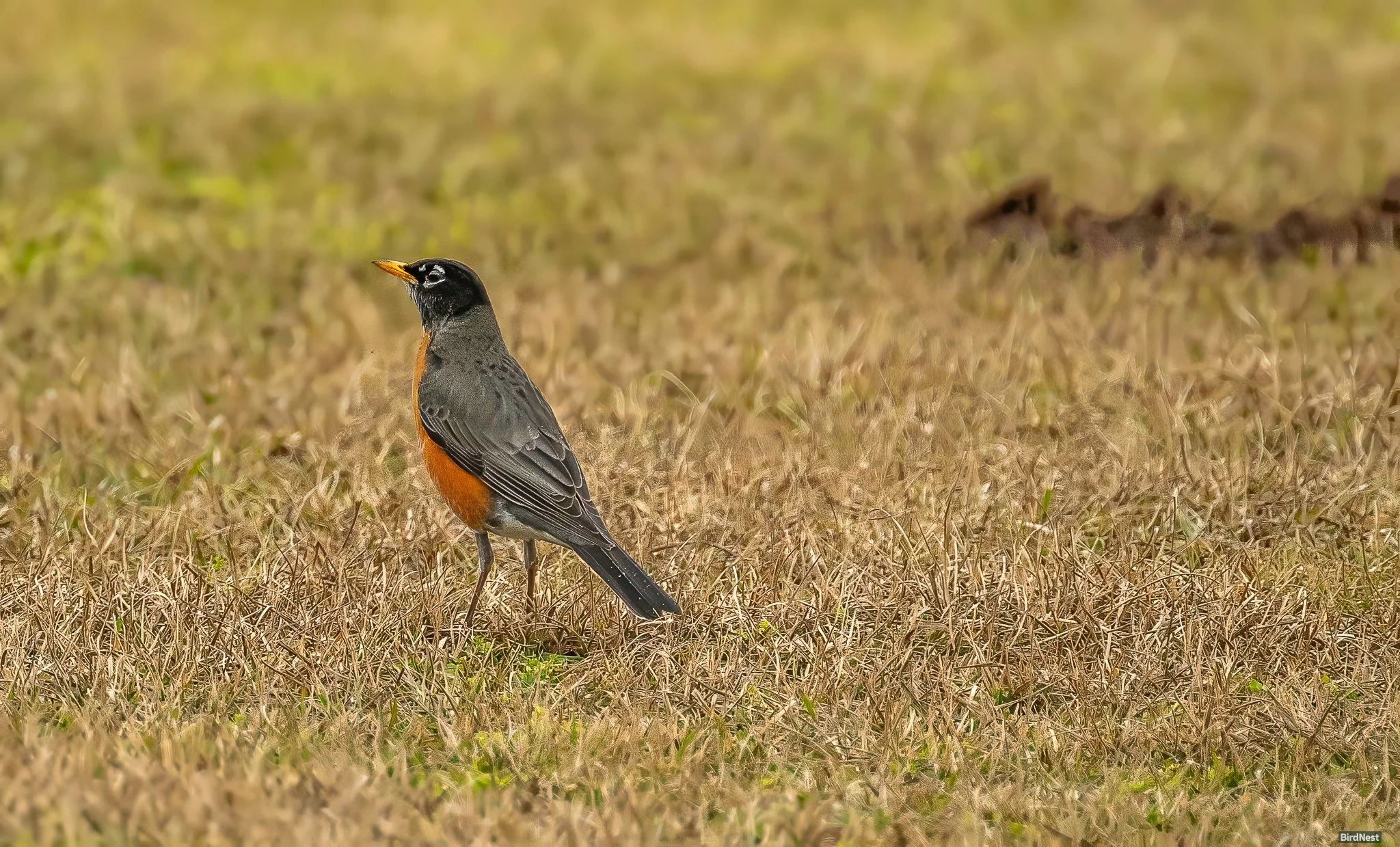 American Robin