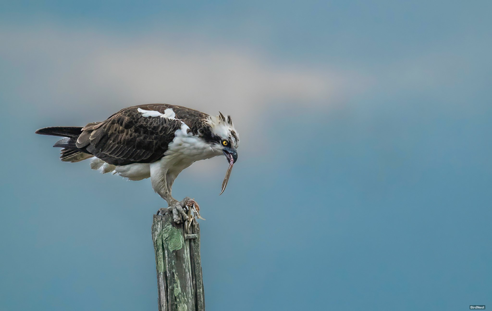 Osprey