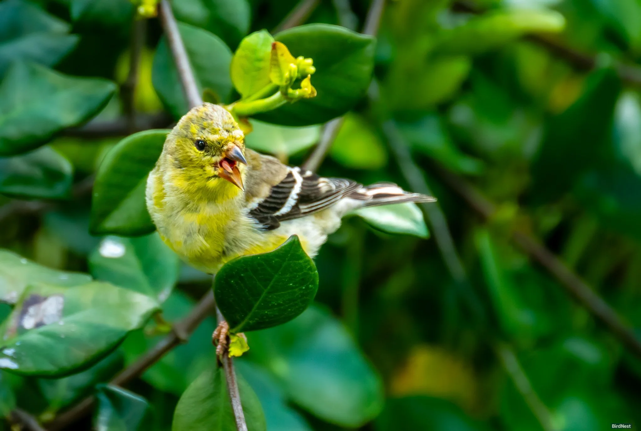 American Goldfinch