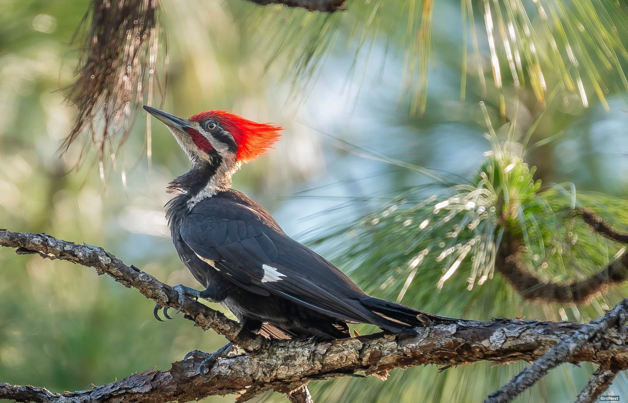 Pileated Woodpecker