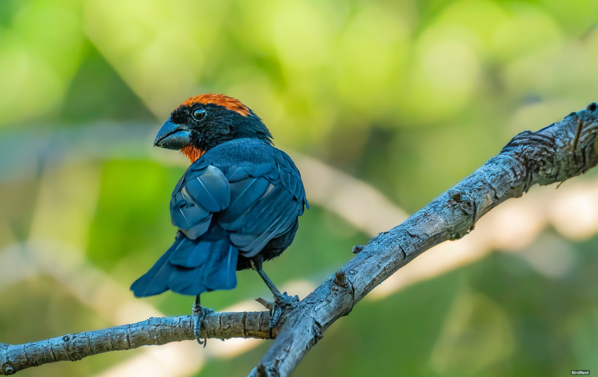 Puerto Rican Bullfinch or Comeñame