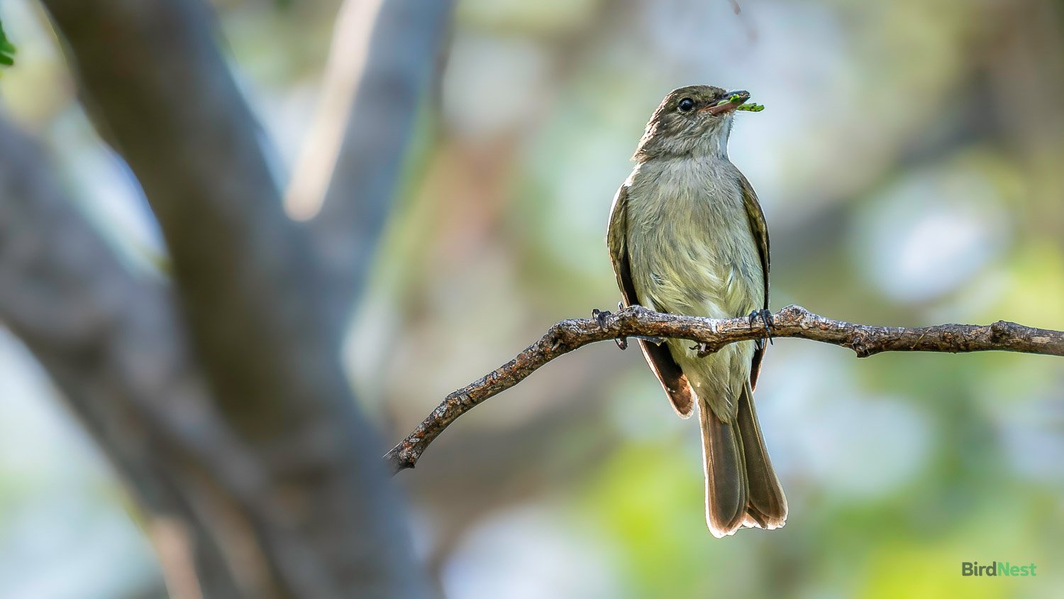 Caribbean Elaenia