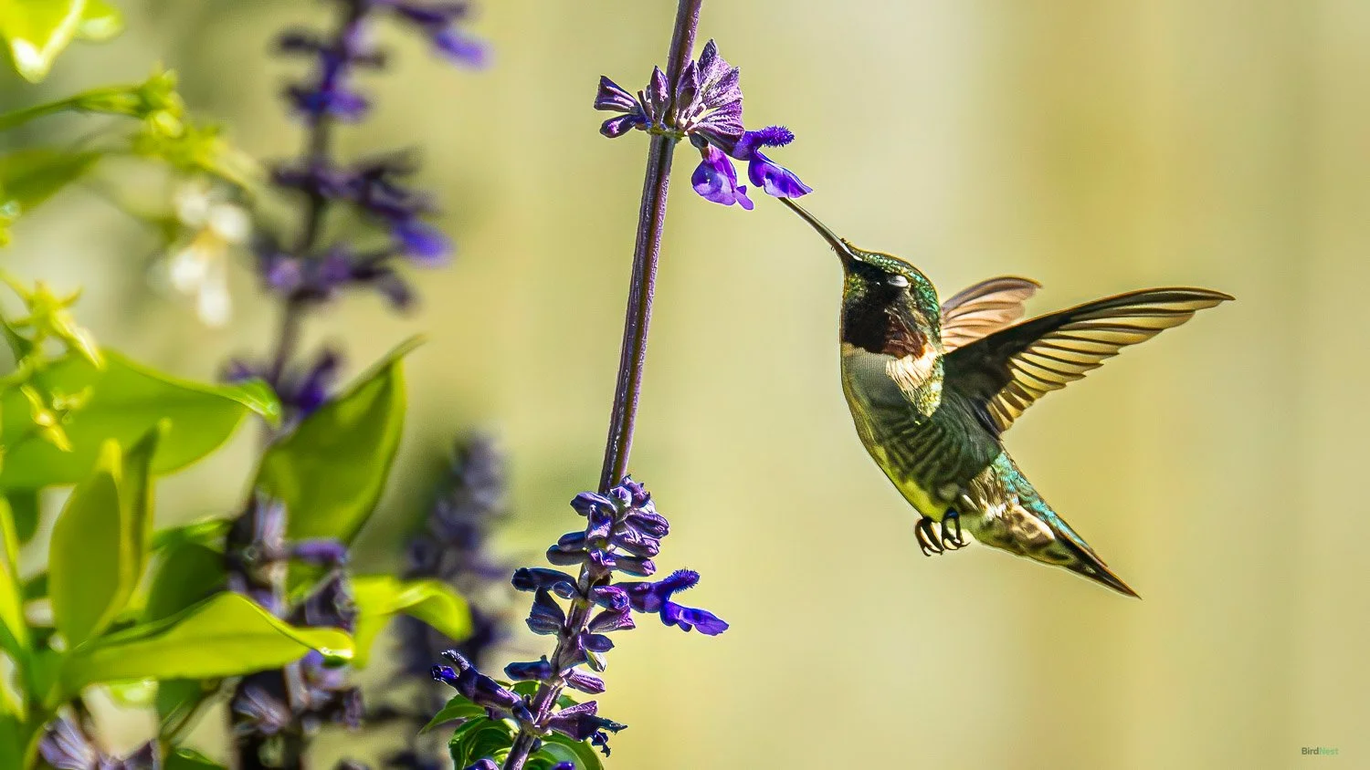Male Ruby-Throated Hummingbird