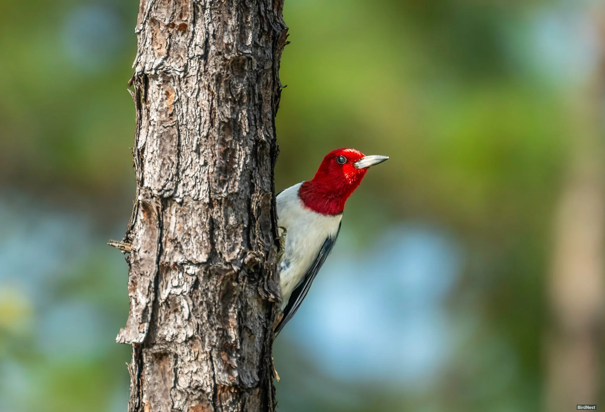 Red Headed Woodpecker