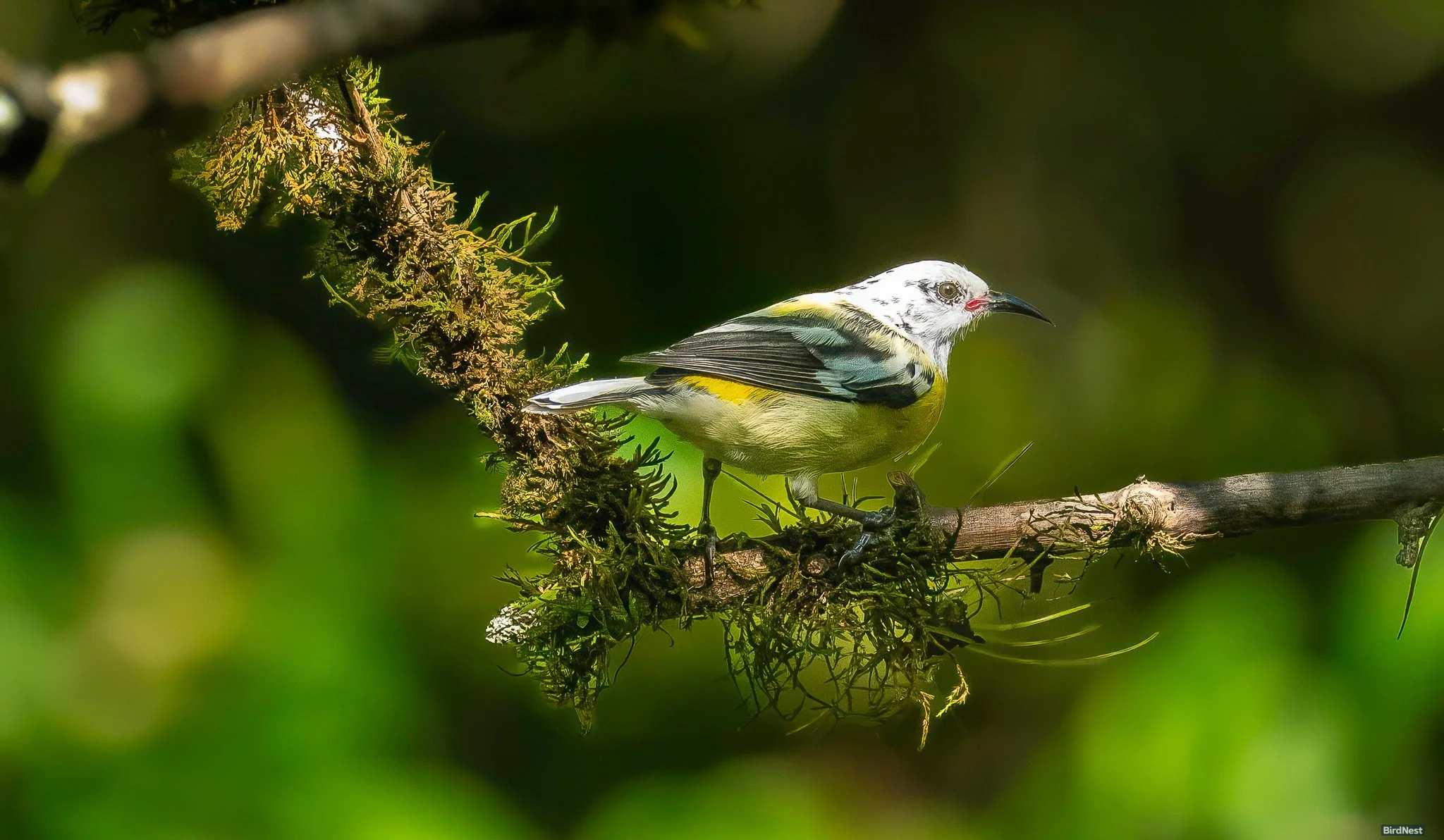 Leucistic Bananaquit