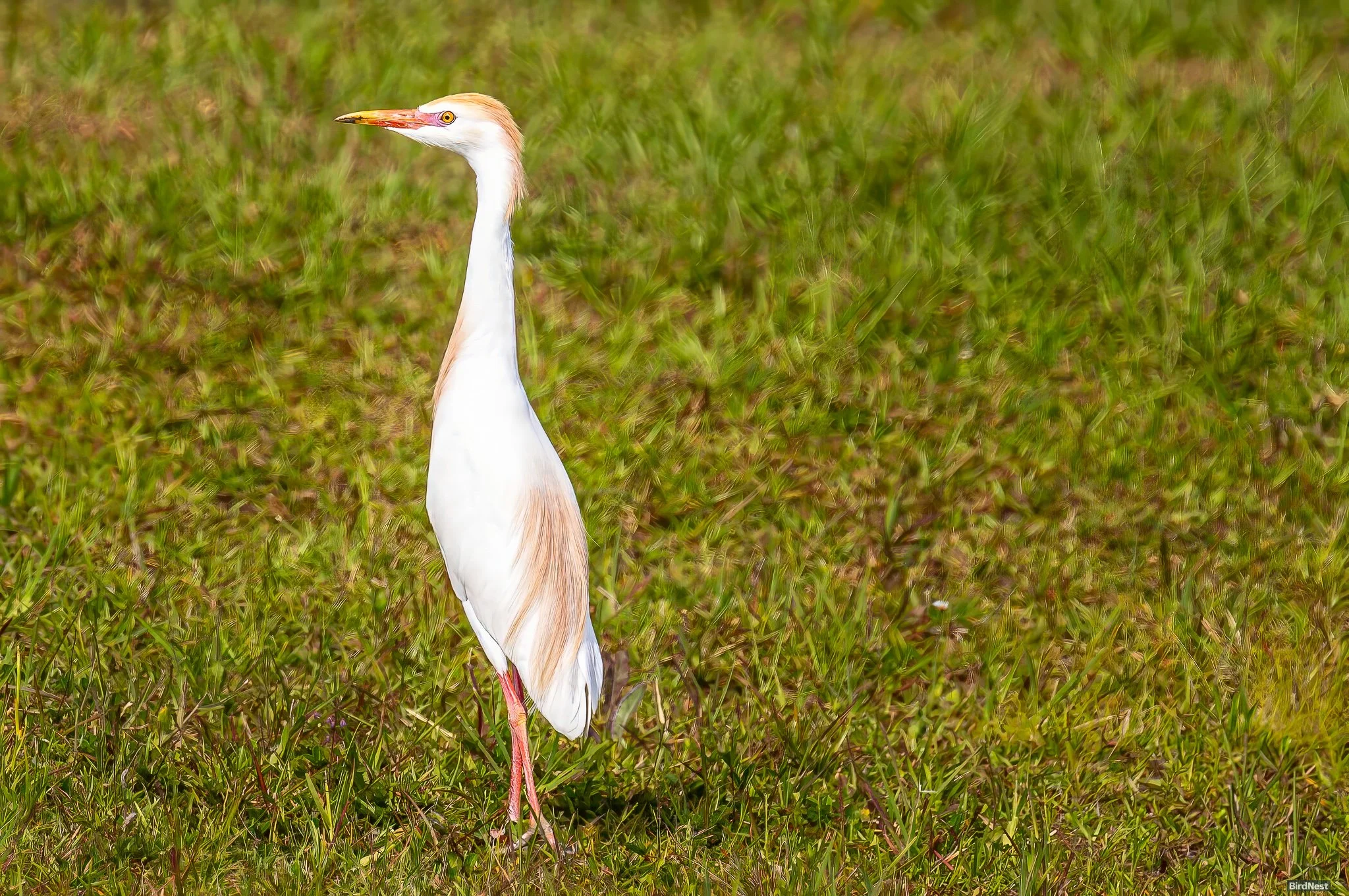 Western Cattle Egret