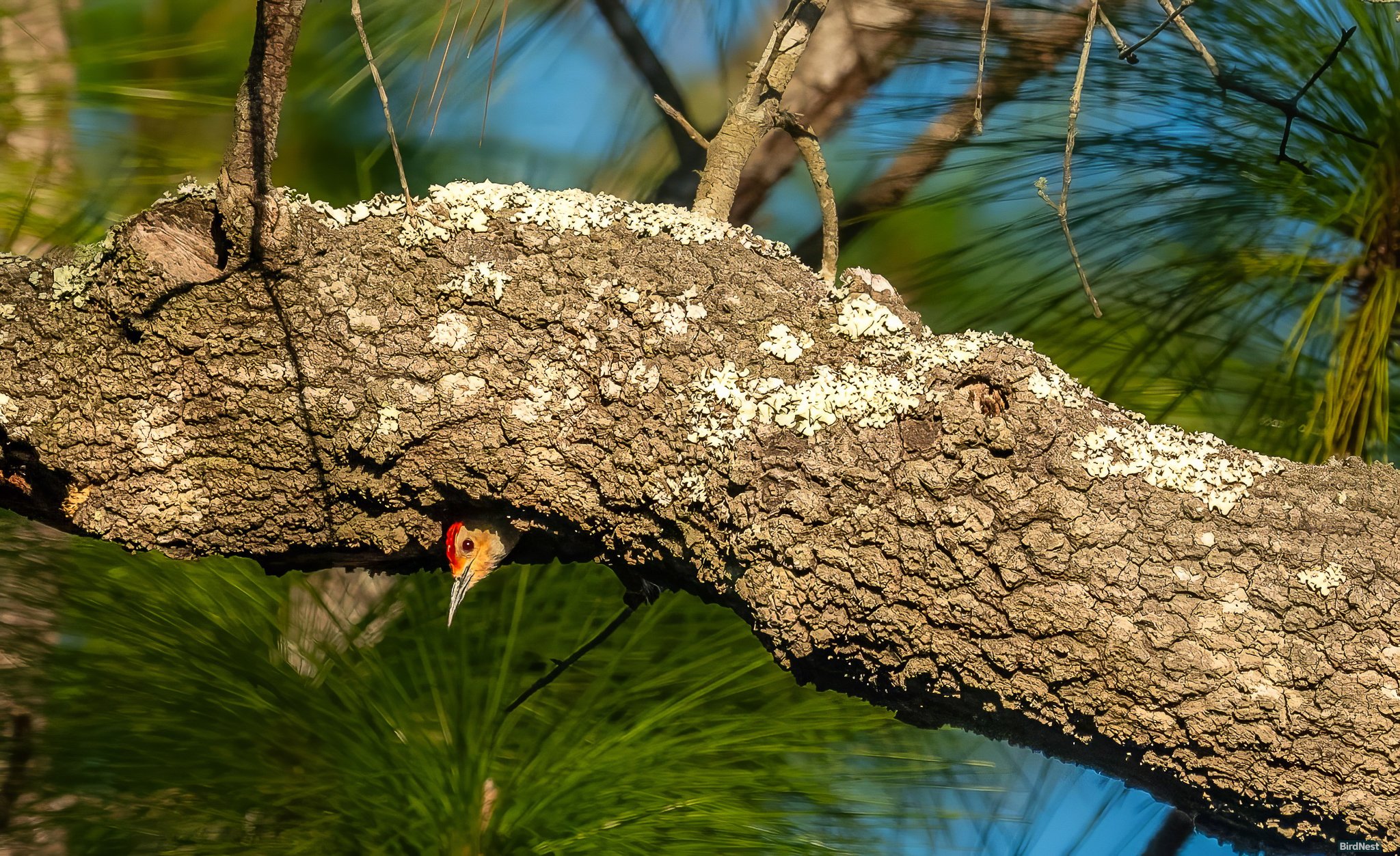 I'm looking at you. You're looking at me:  Red bellied woodpecker!!!!