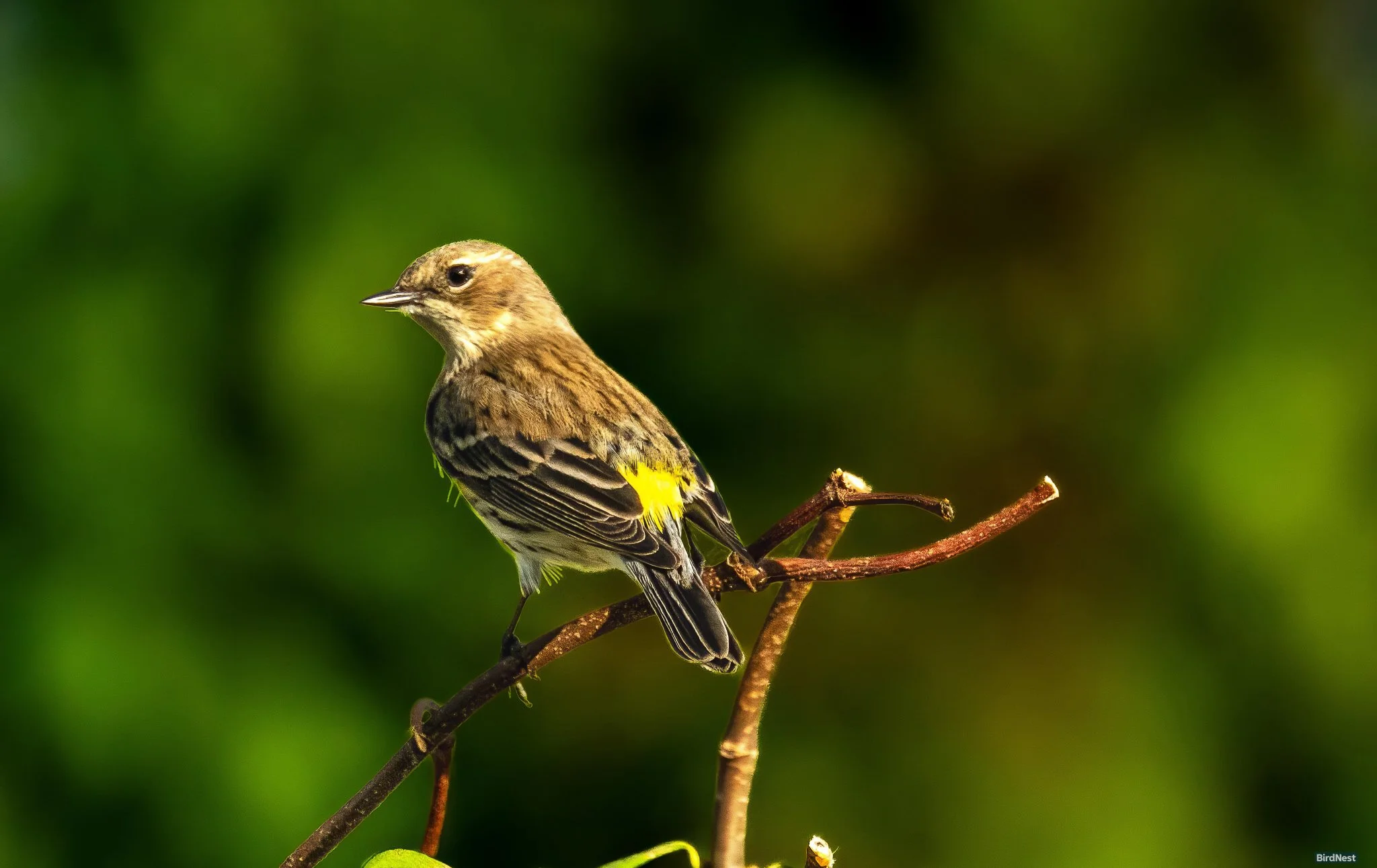 The Secret Behind the Name:  Yellow-Rumped Warbler!!