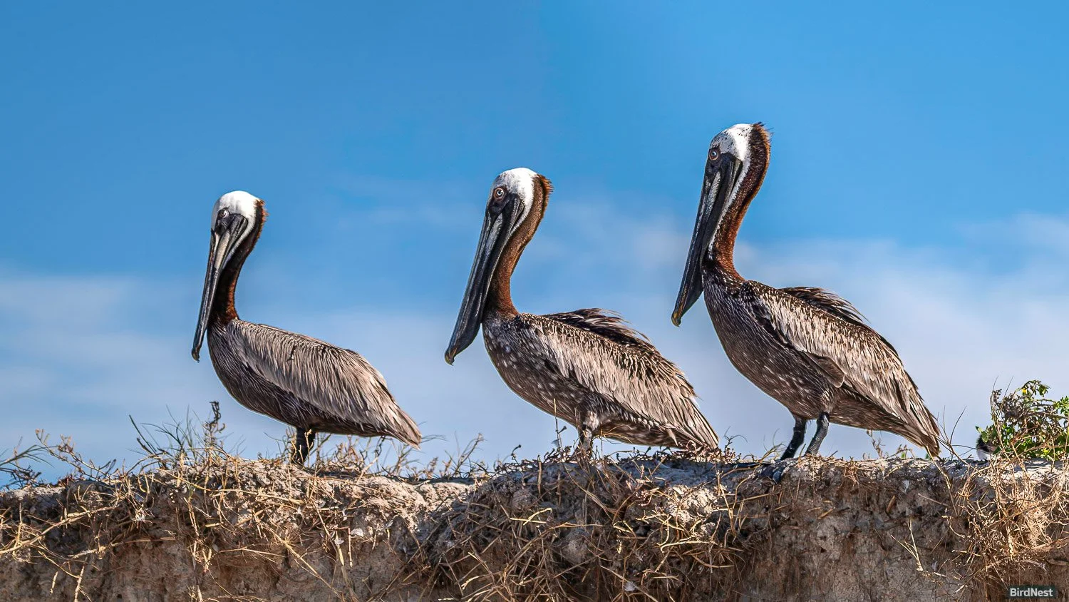 Brown Pelican