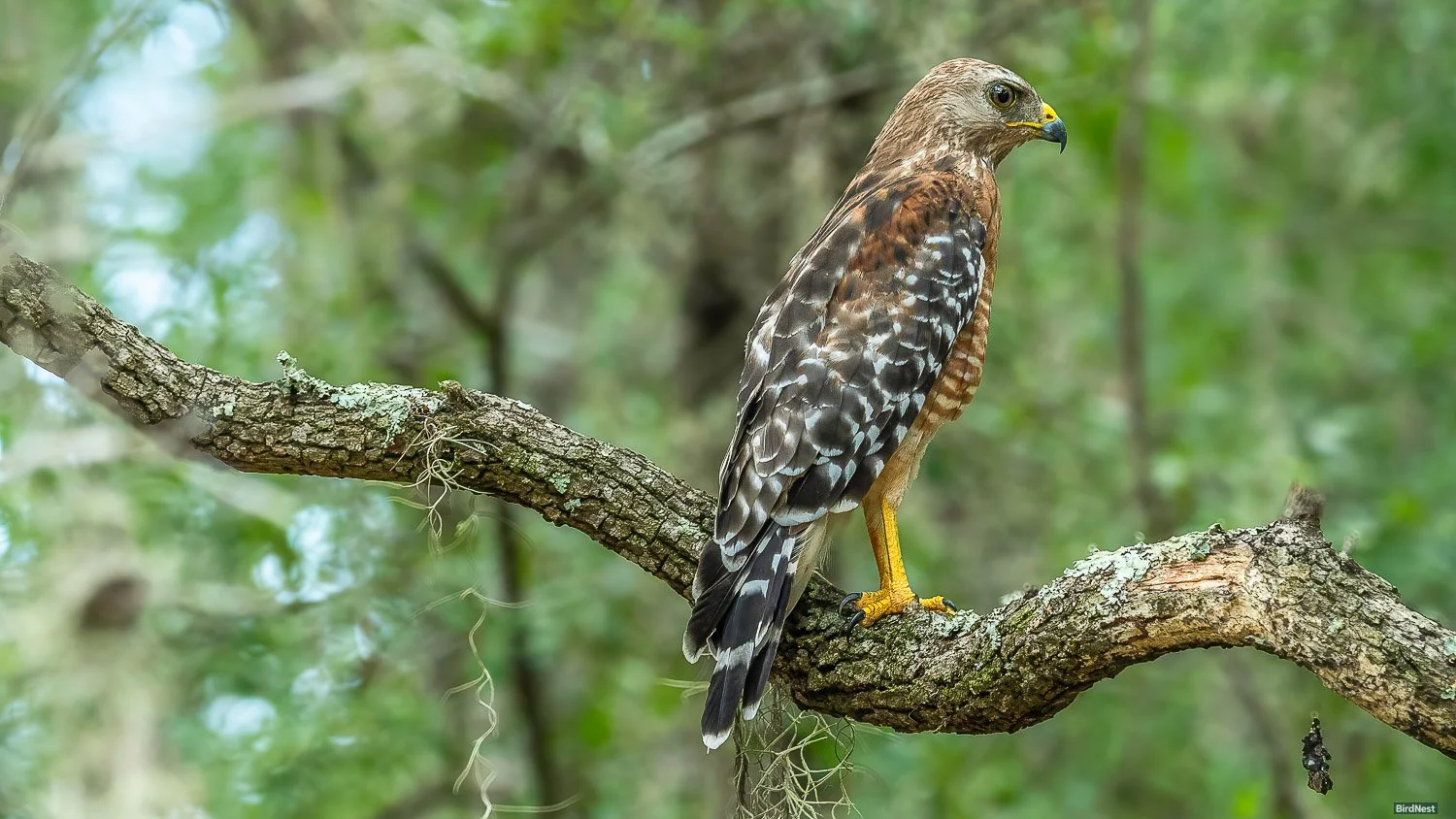 Red Shoulder Hawk