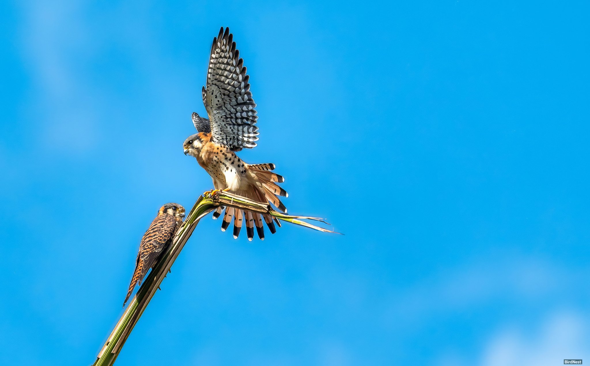 American Kestrels in Perfect Formation
