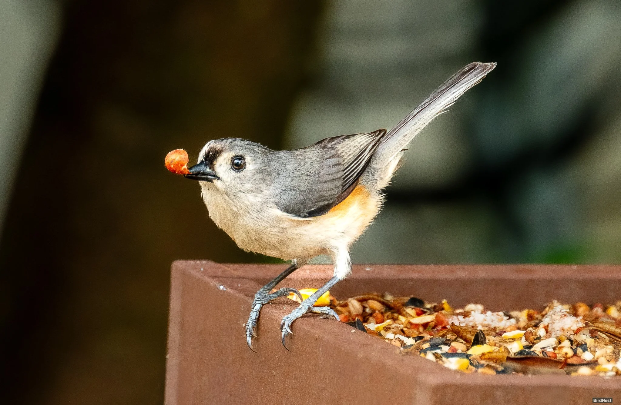 Tufted Titmouse