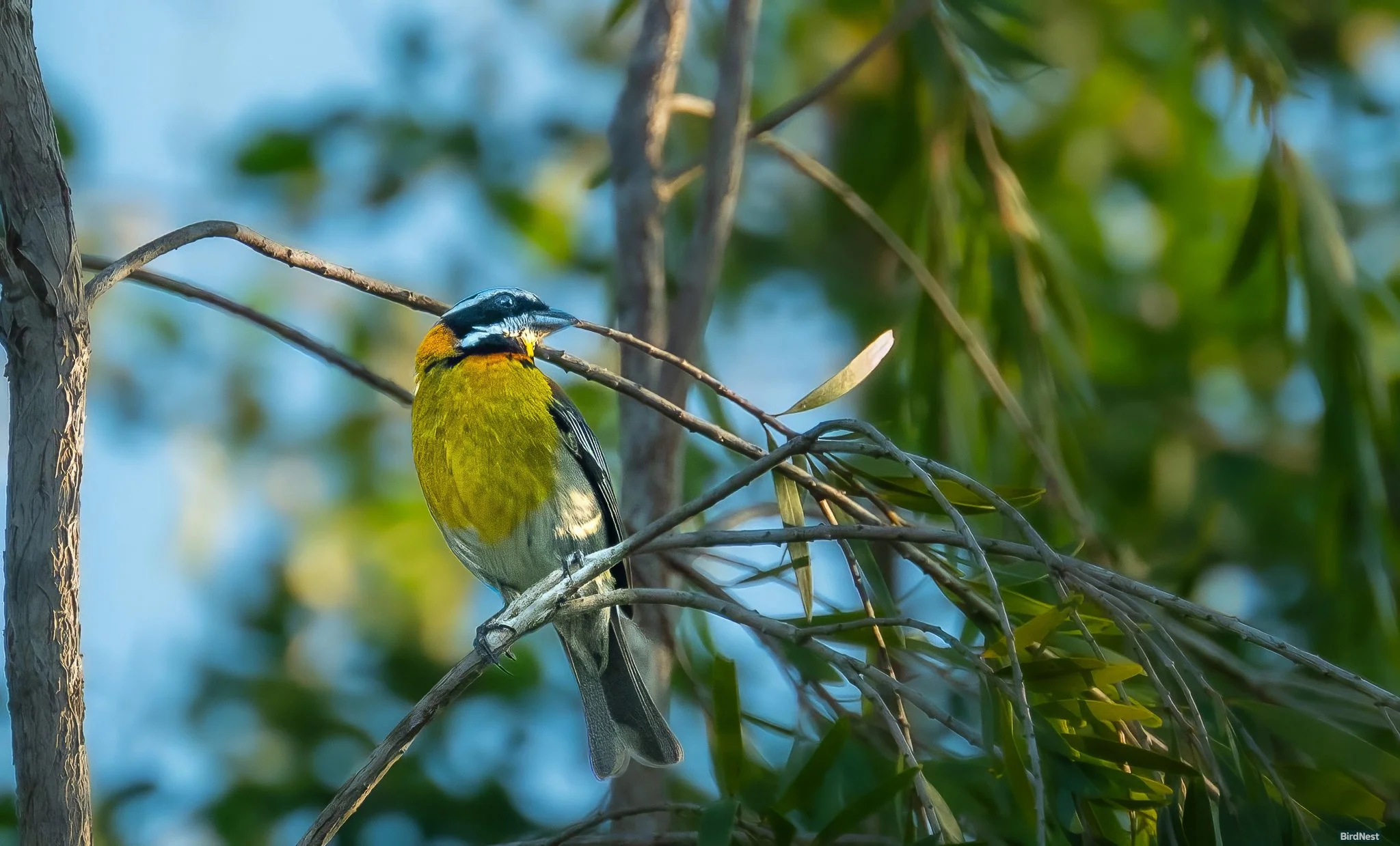 Reina Mora or Puerto Rican Spindalis