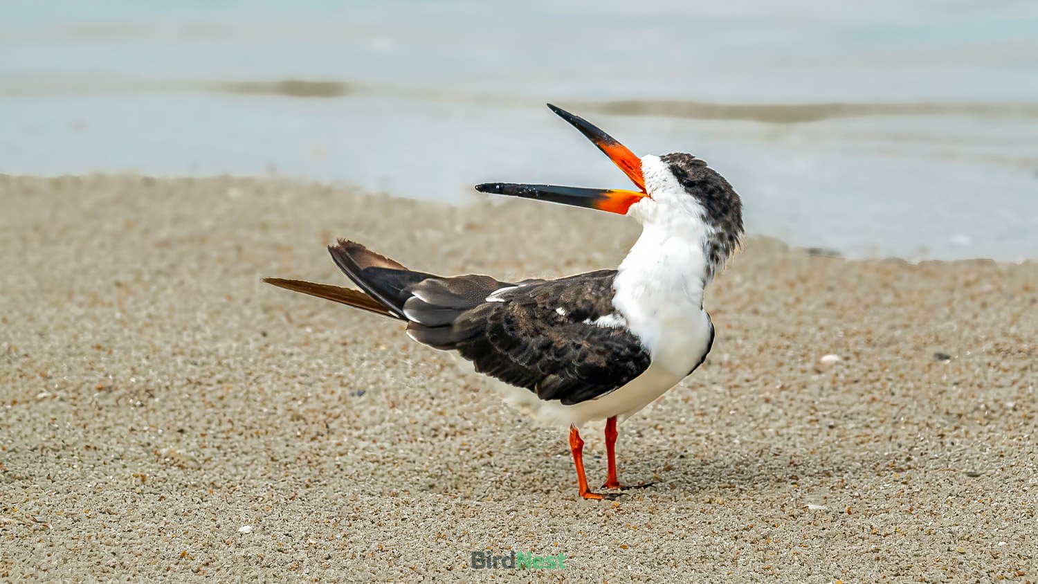 Black Skimmer