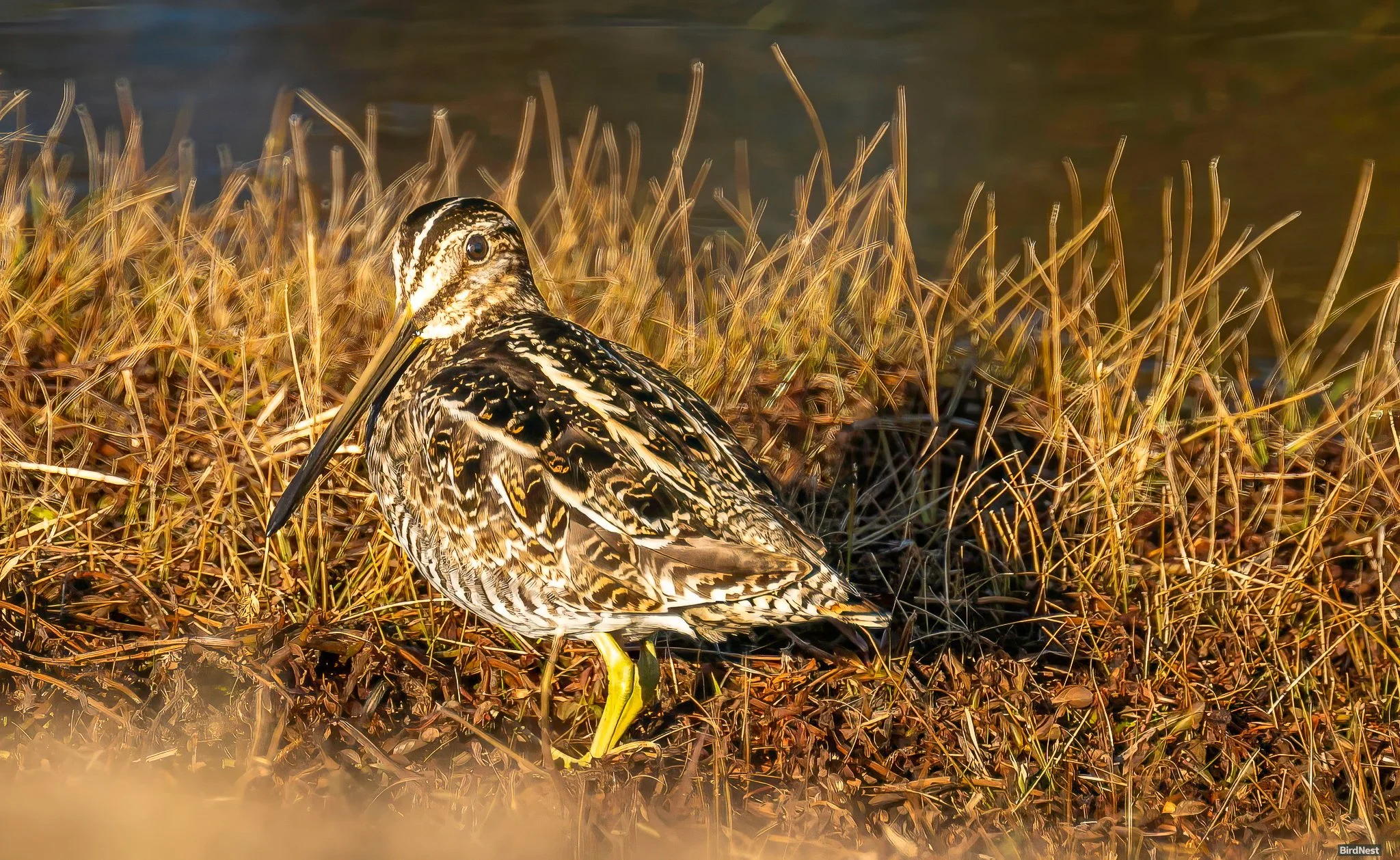 Wilson's Snipe