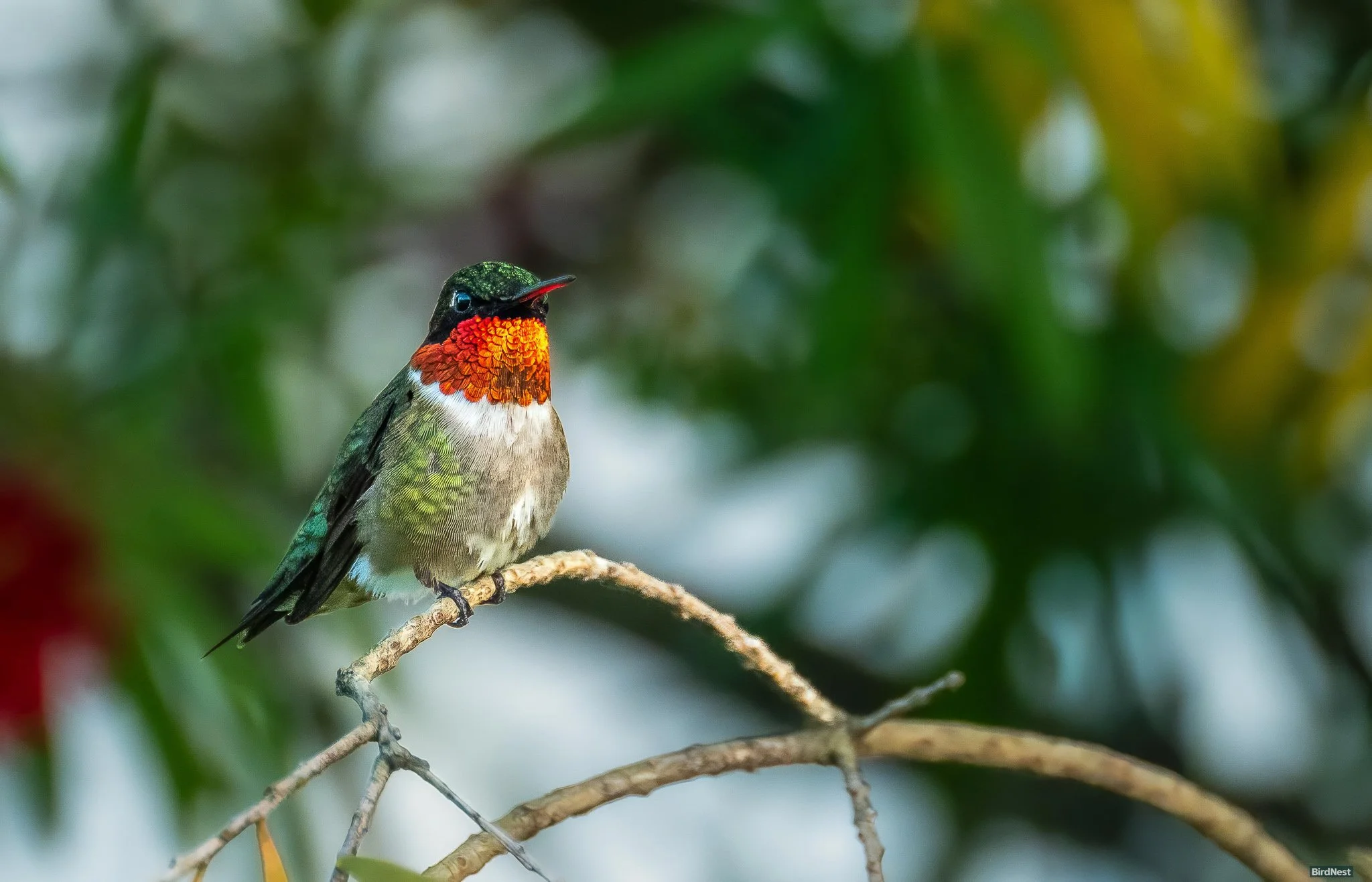 Ruby-throated hummingbird