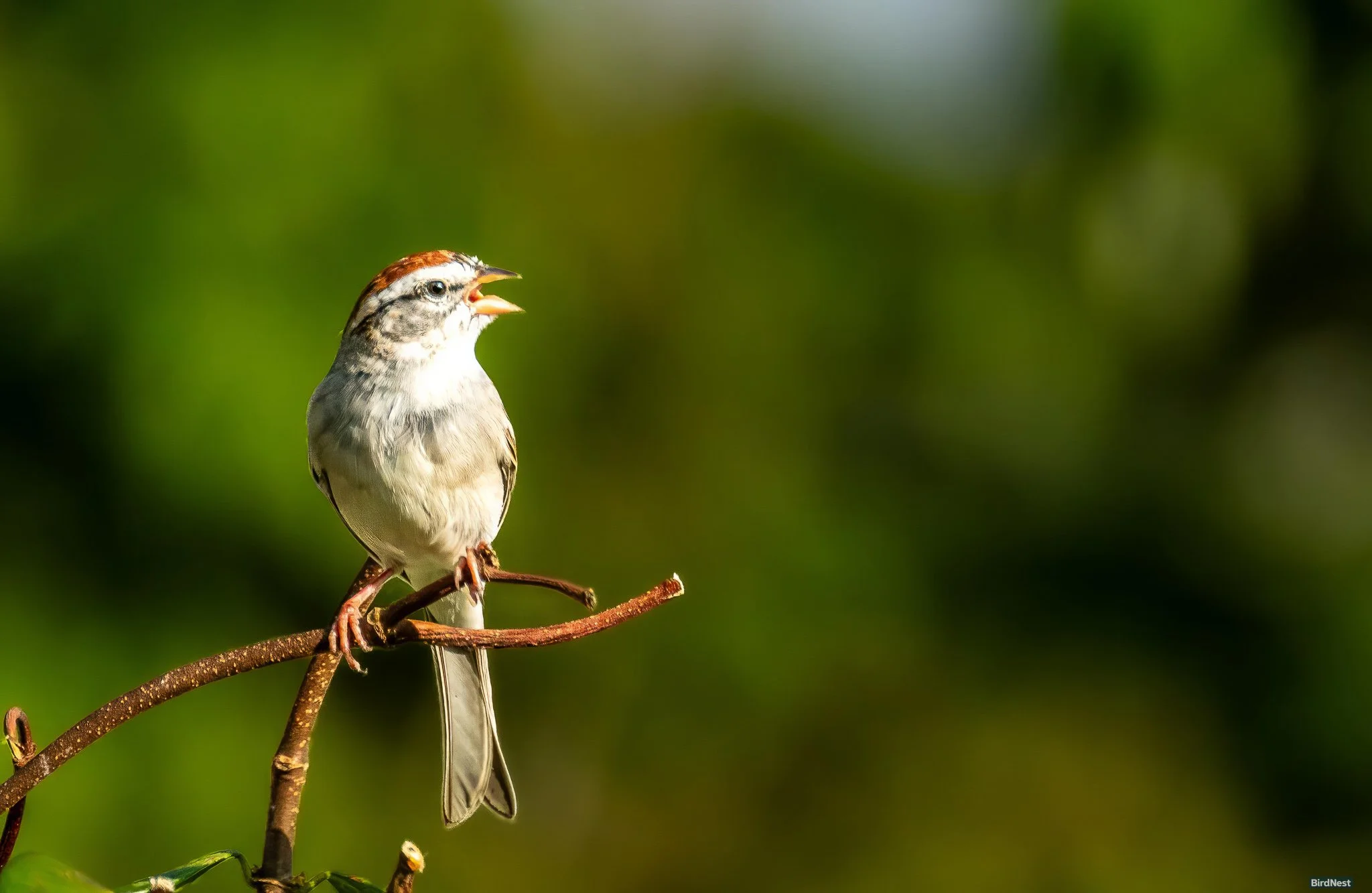 A Song of Spring:  Chipping Sparrow!!!!