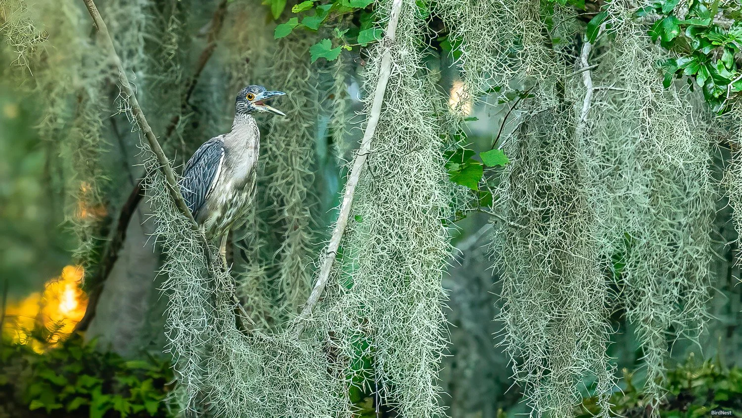 Juvenile Yellow-crowned Night Heron