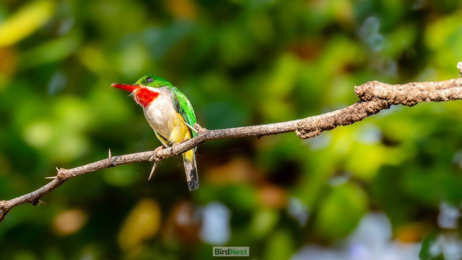 Puerto Rican Tody san pedrito