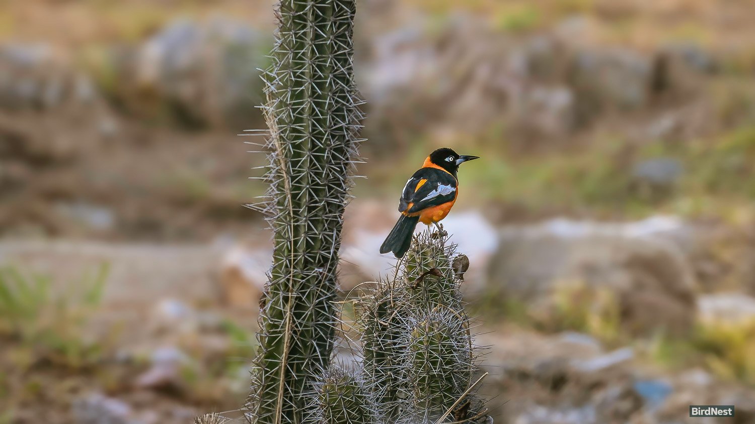 Venezuelan Troupial