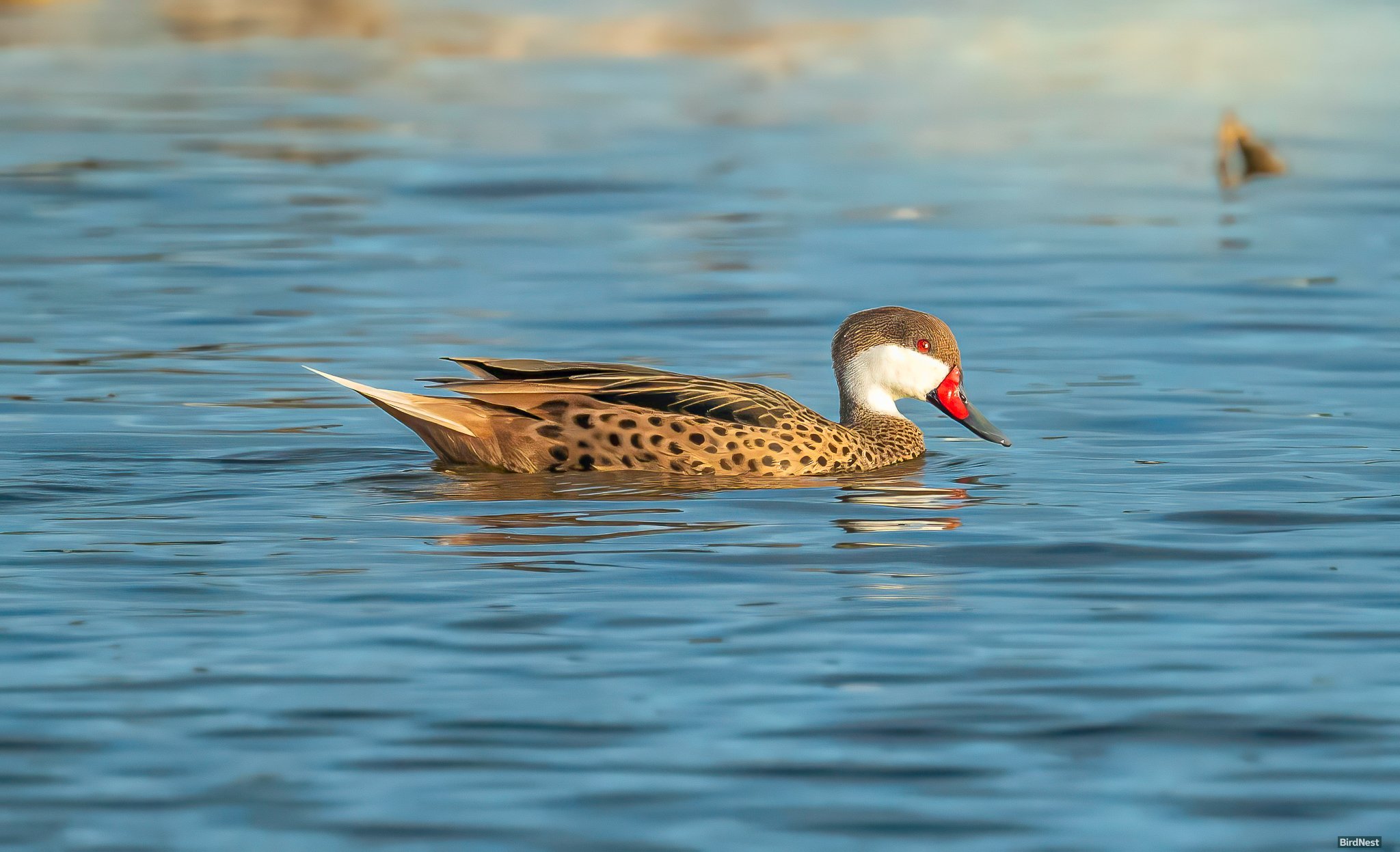 White-cheeked Pintail