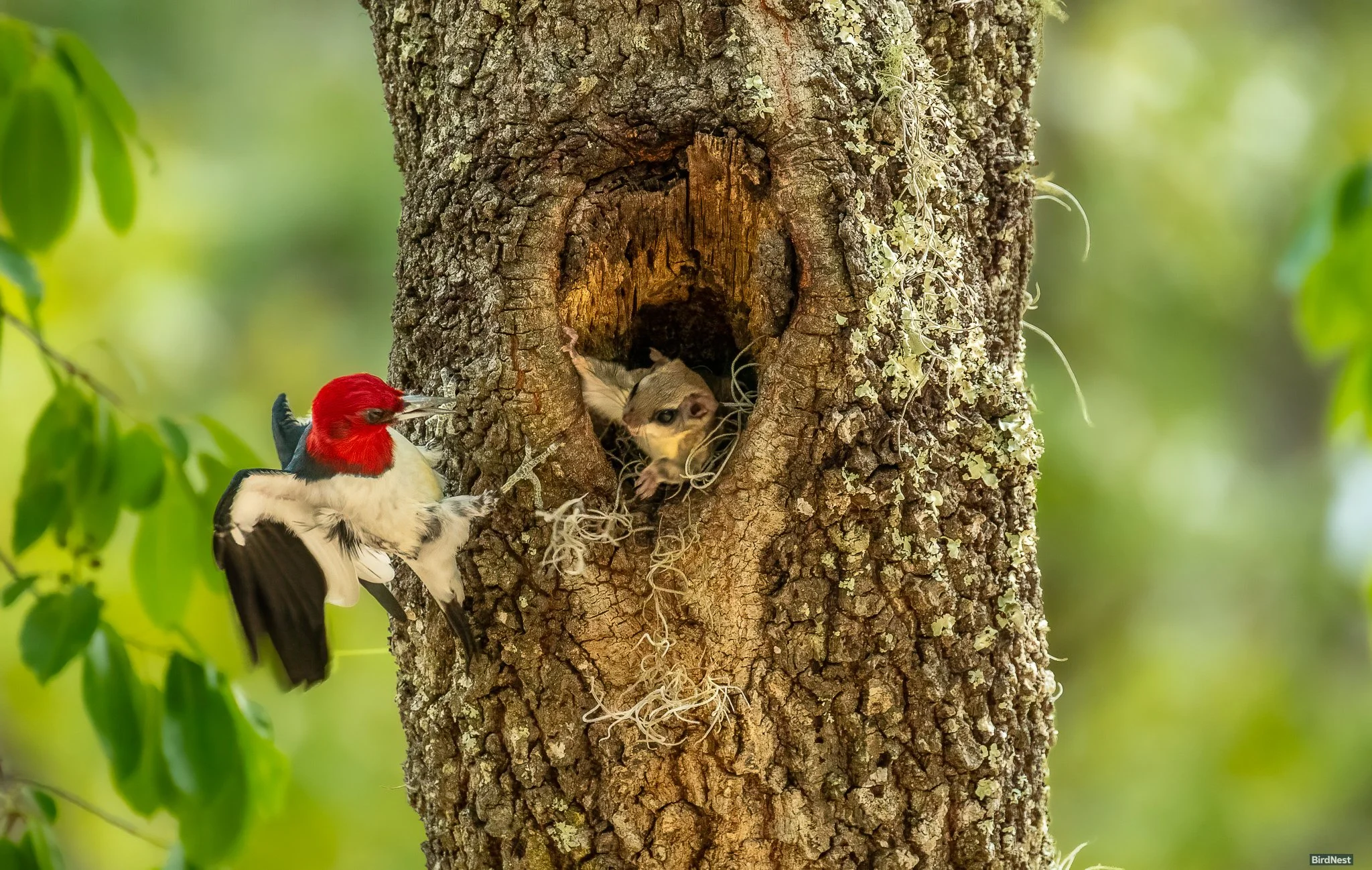 The Hollow Dispute: Red-headed Woodpecker vs. Southern flying squirrel