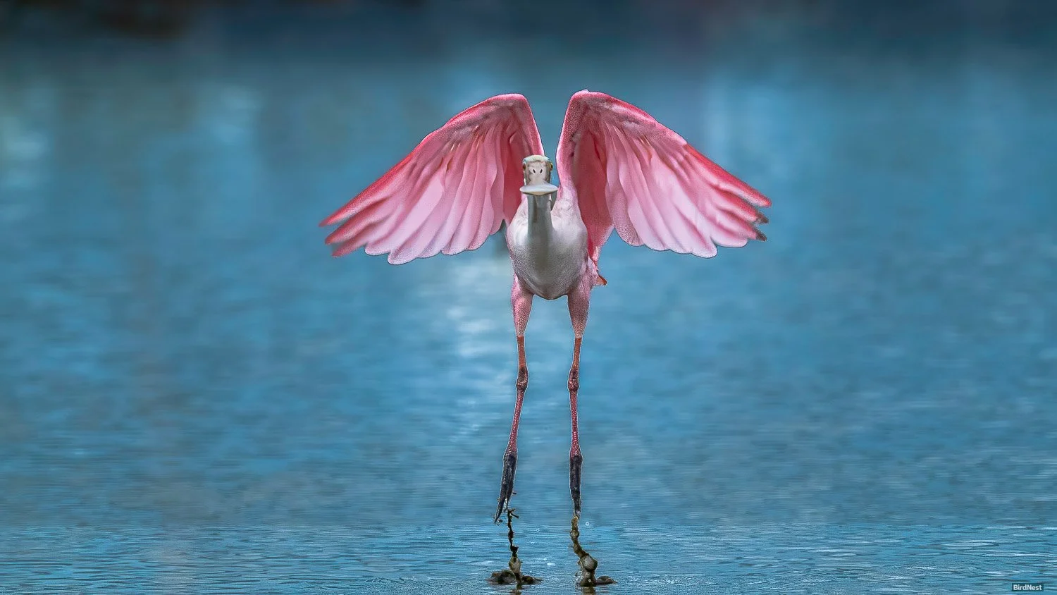 Roseate Spoonbill