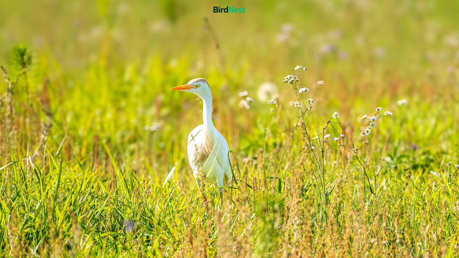 Western Cattle Egret