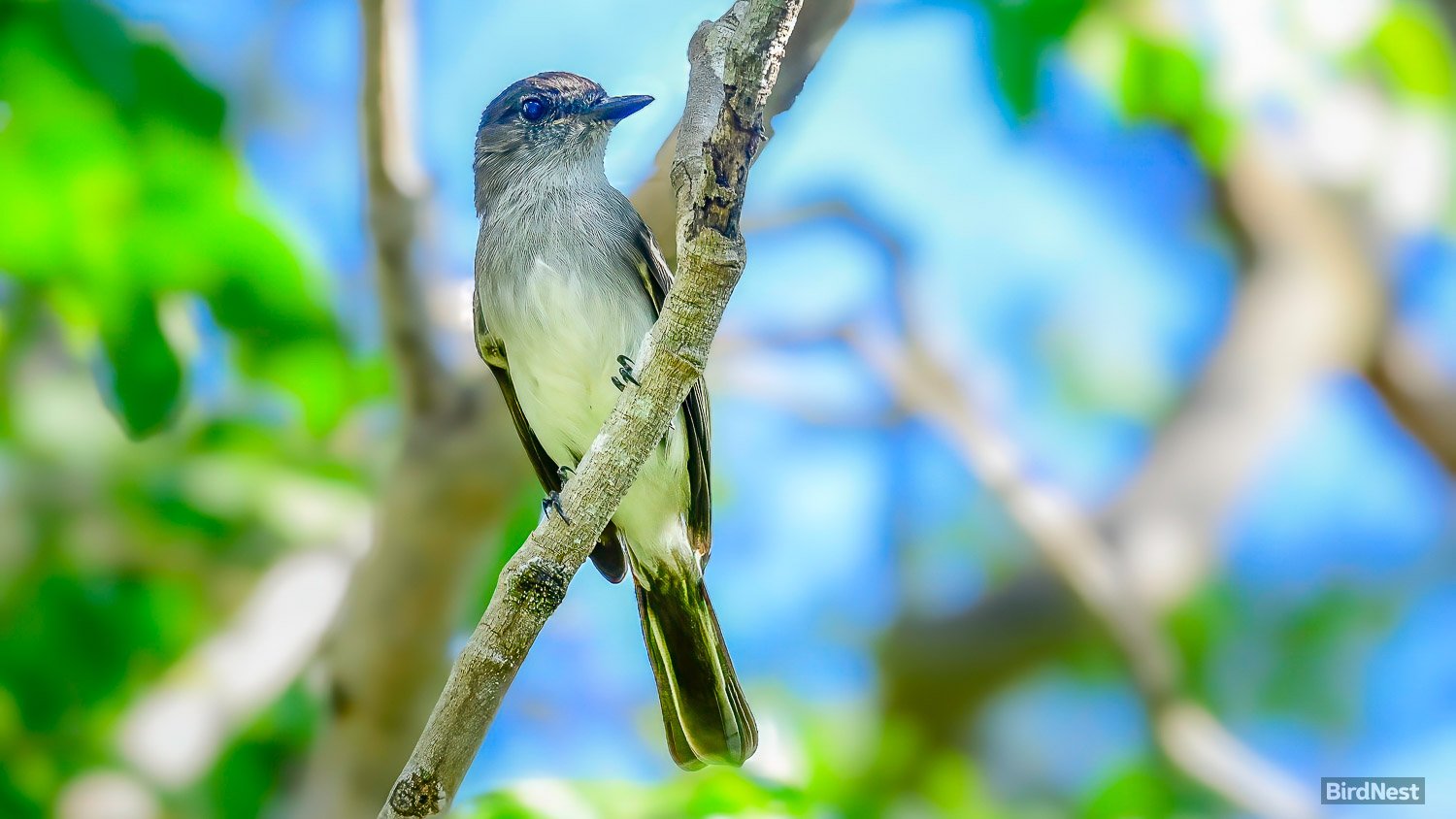 Puerto Rican Flycatcher-Juí