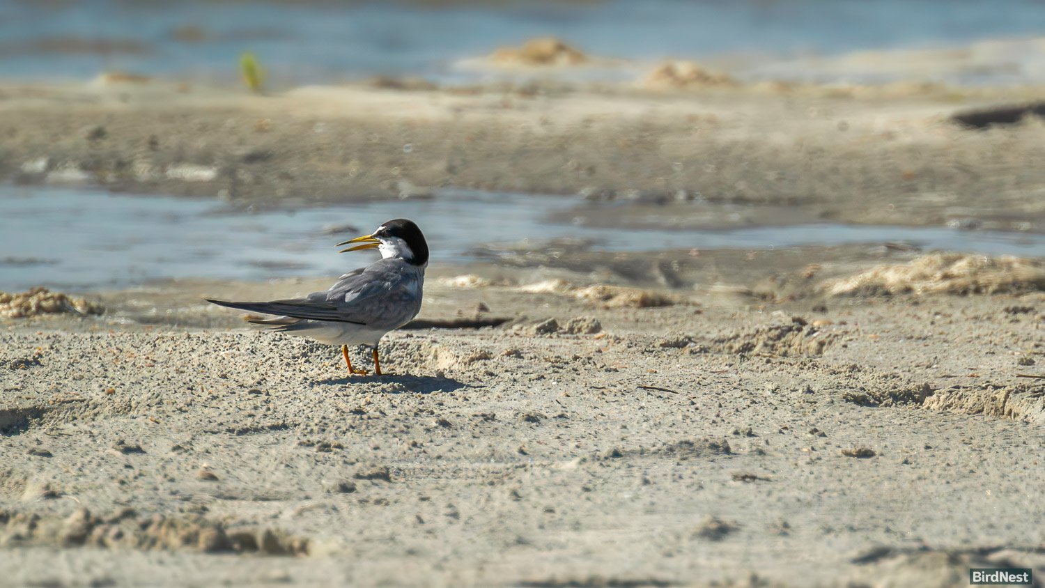 Least Tern