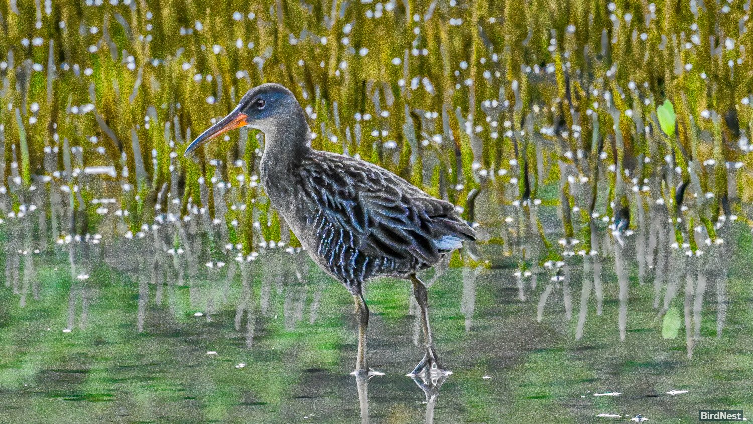 Clapper Rail