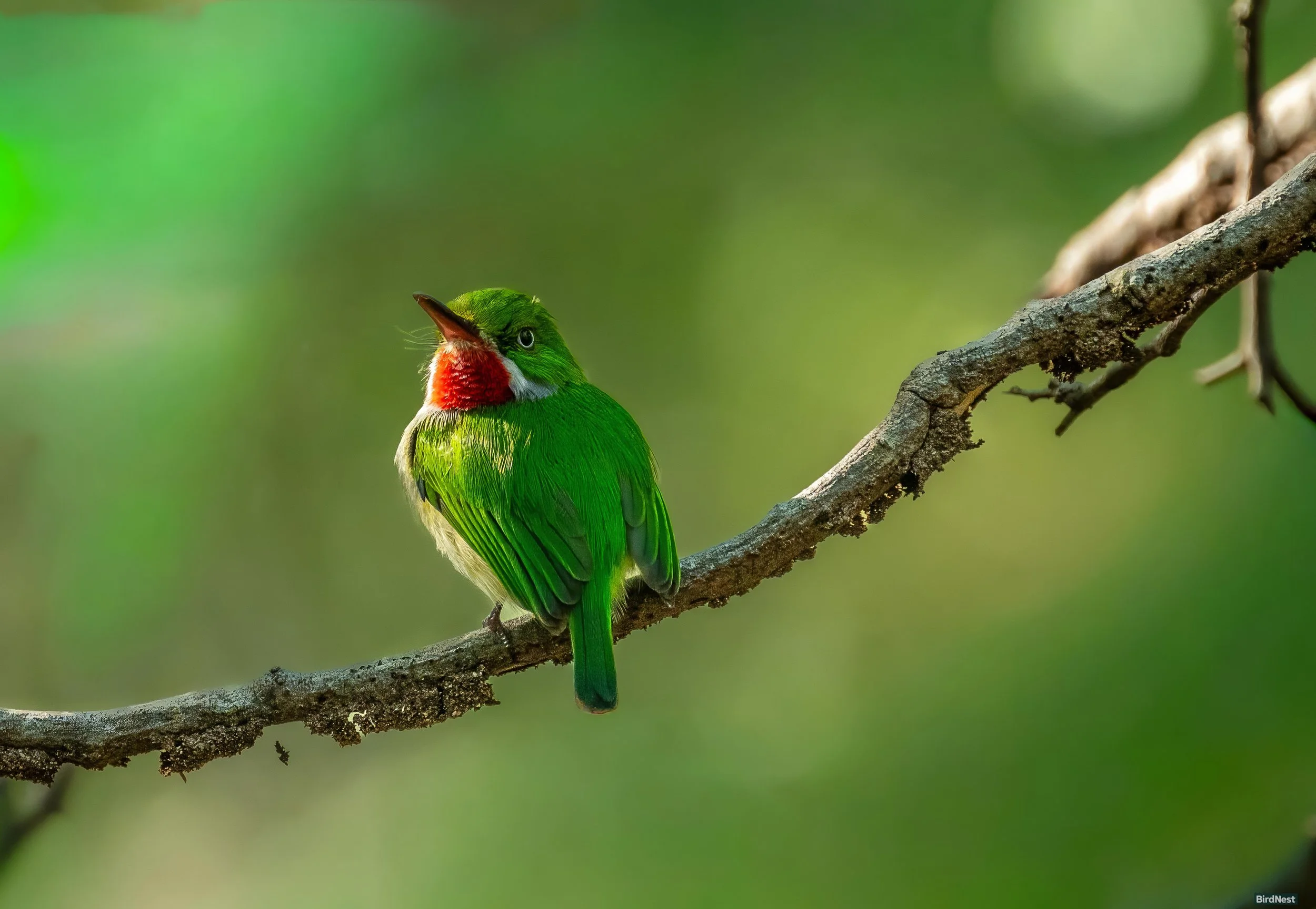 Puerto Rican Tody, San Pedrito