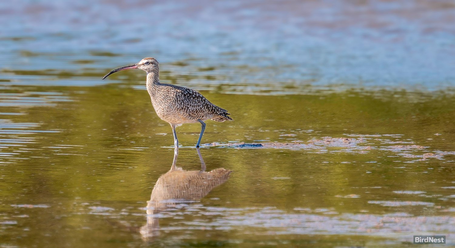 Whimbrel