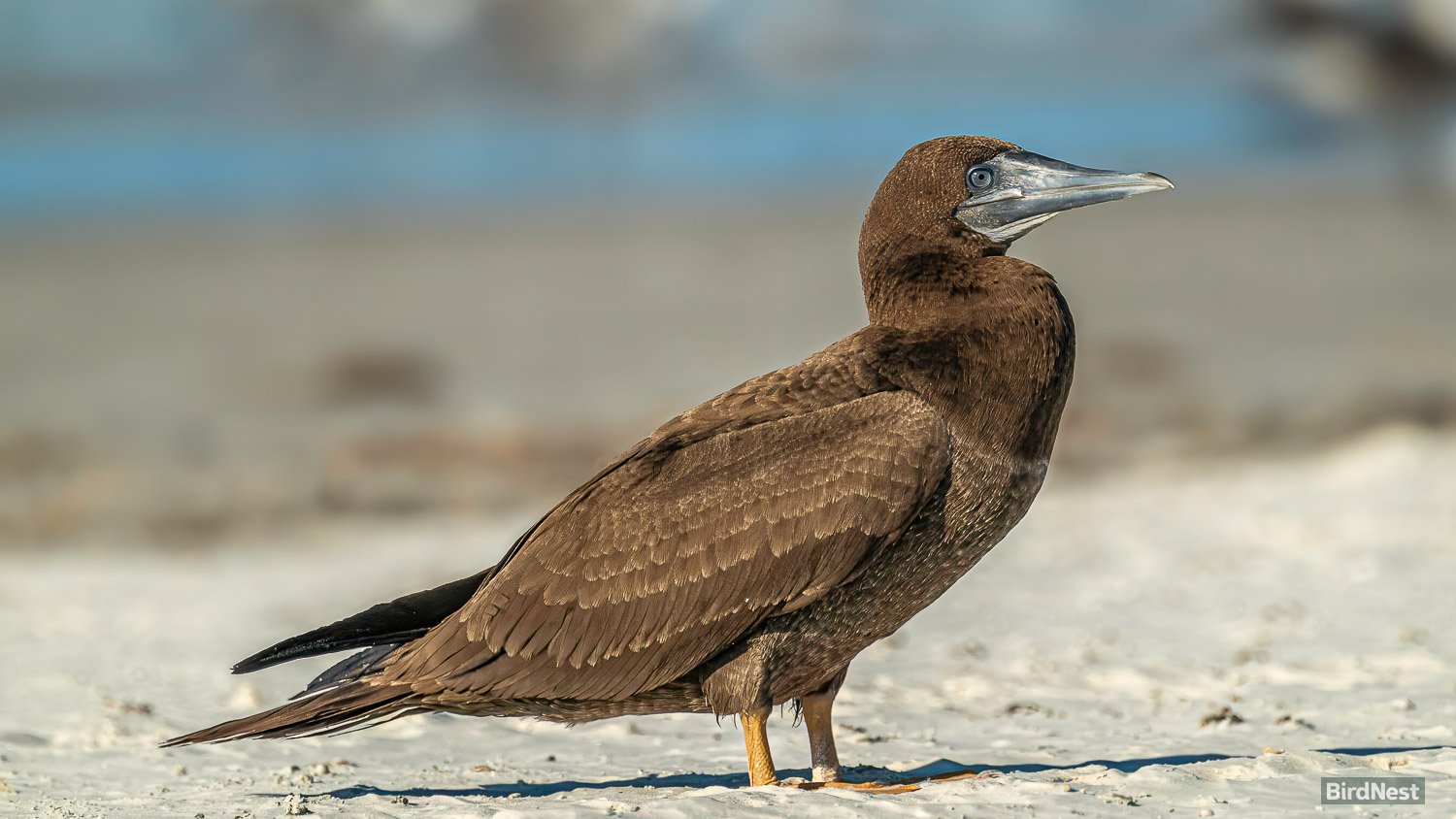Brown Booby
