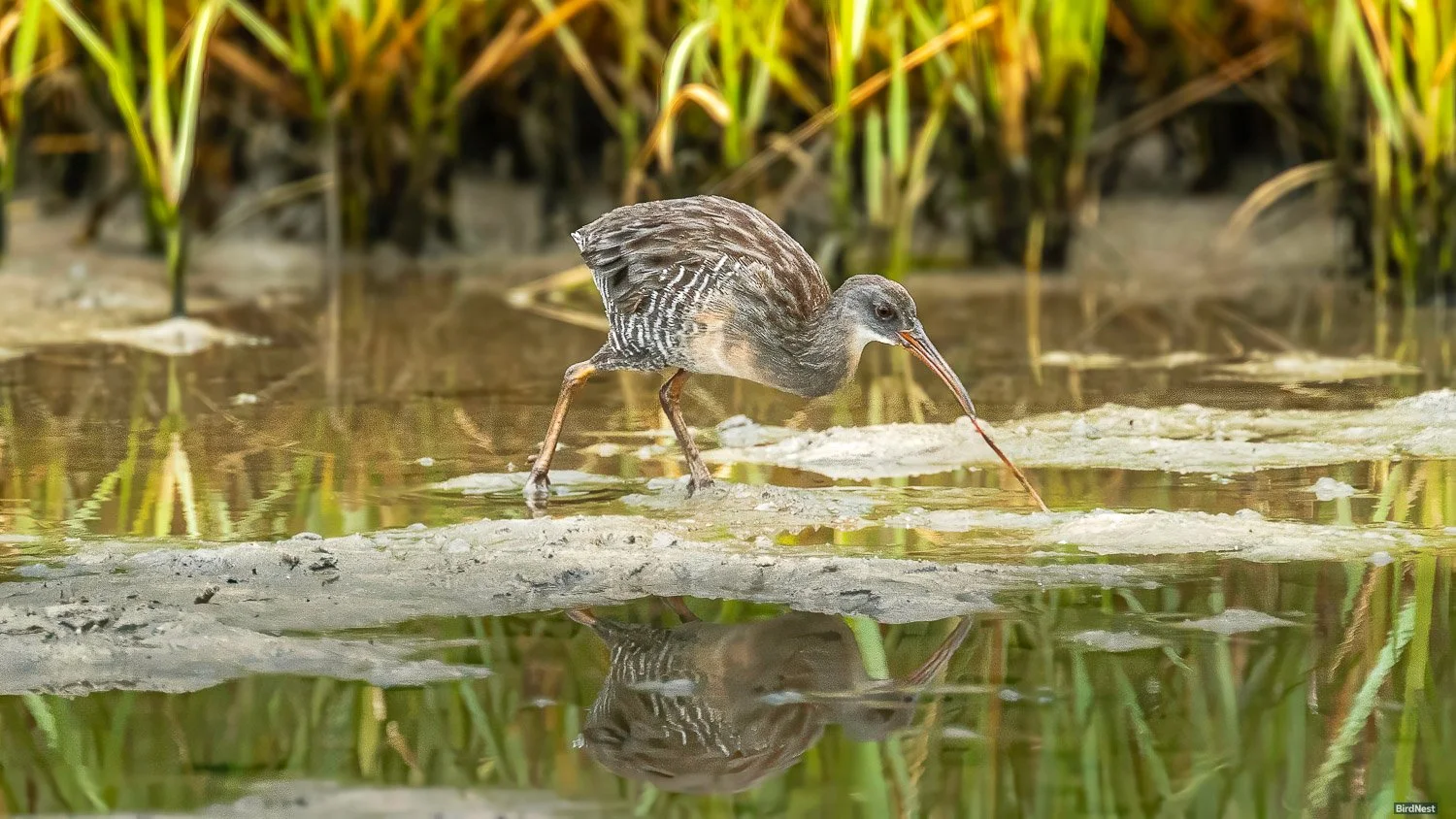 Clapper Rail Jacksonville Florida